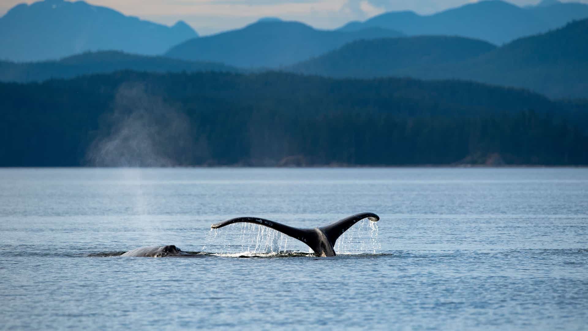 A humpback whale's tail is raised out of the water in Whale Channel in British Columbia, with a misty spray from its blowhole in the distance and tree-covered mountains in the background.