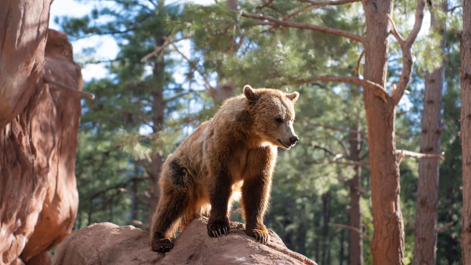 "A grizzly bear stands alert on a large rock in a natural forest setting, part of a wildlife park near Williams, Arizona.  "