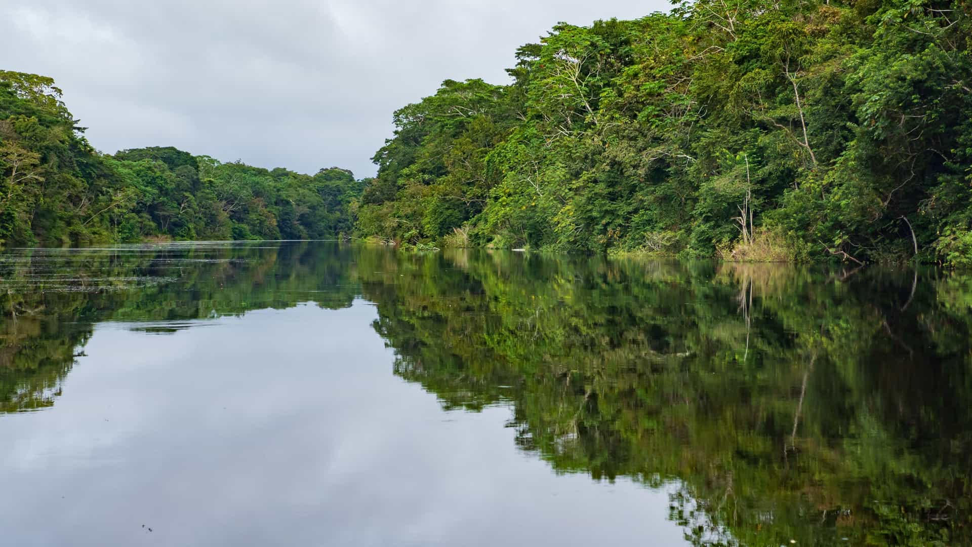 A tranquil river in the Amazon rainforest, the Yanayacu-Pucate River, with lush green trees on the banks perfectly reflected on the calm water.