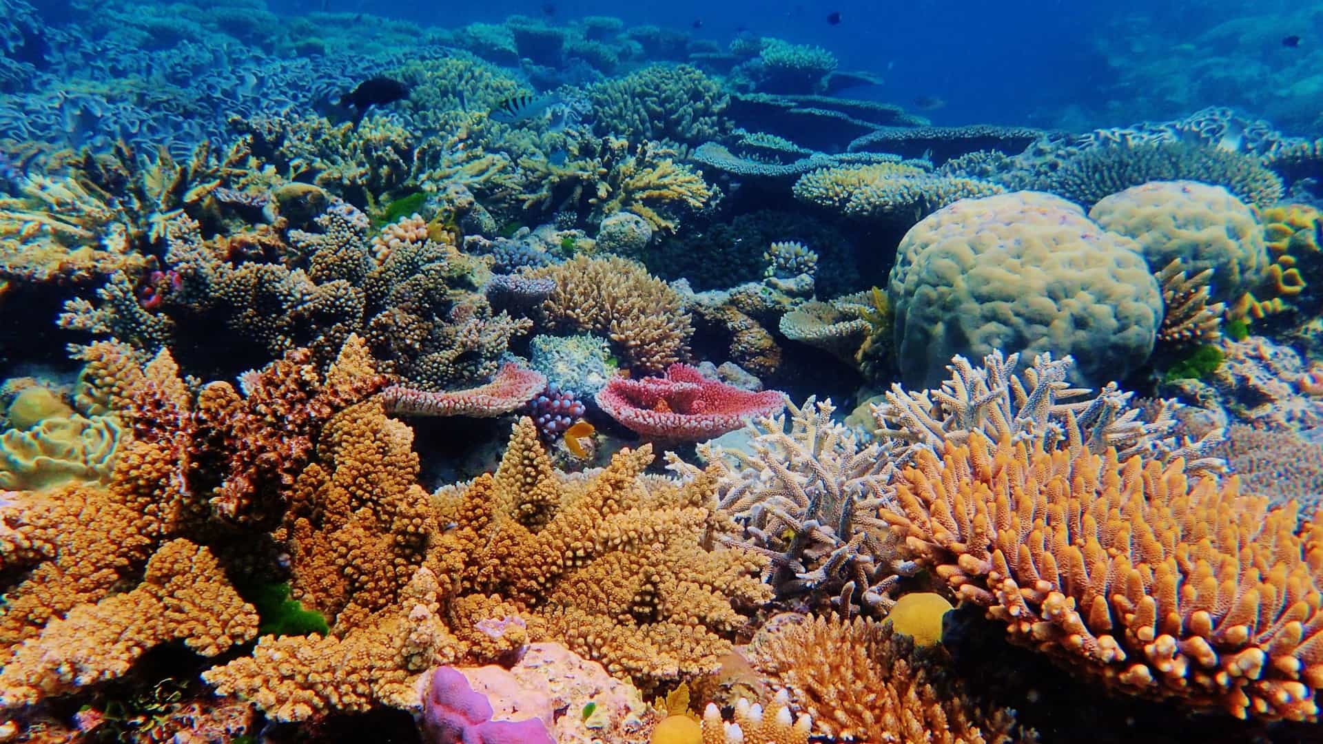 A vibrant underwater photograph of Ribbon Reef  in the northern regions of the Great Barrier Reef in Australia, showing a variety of colorful hard and soft corals and marine life.