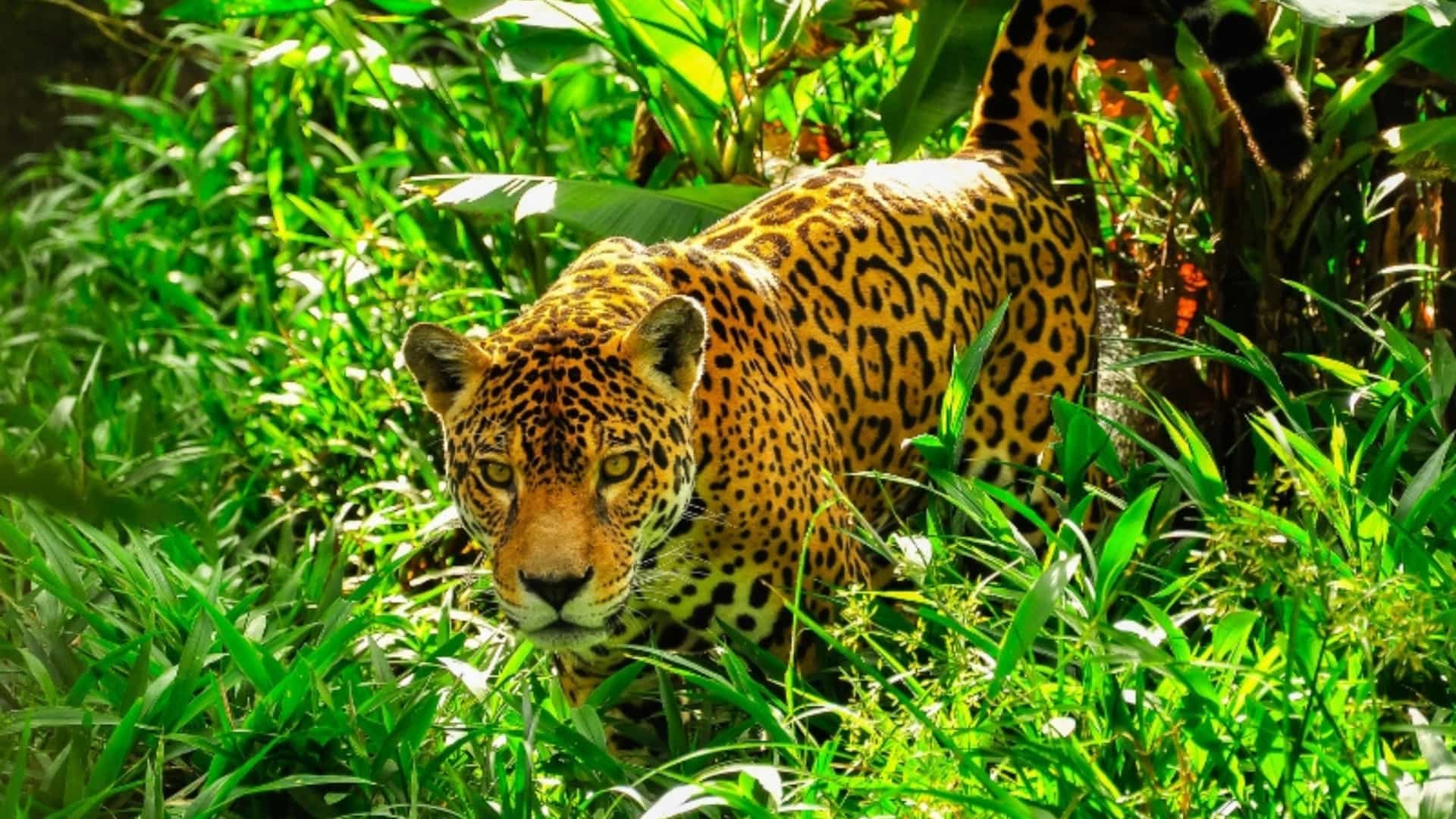 A powerful jaguar from the South American Amazon rainforest walking through tall, green grass and lush jungle plants. The jaguar's coat is a striking pattern of black rosettes on a golden-yellow background. Its gaze is directed straight at the camera, conveying a sense of focus and intensity. The lighting in the image is bright, with sunlight filtering through the dense foliage, highlighting the animal's powerful build and showcasing the unique wildlife of the region.