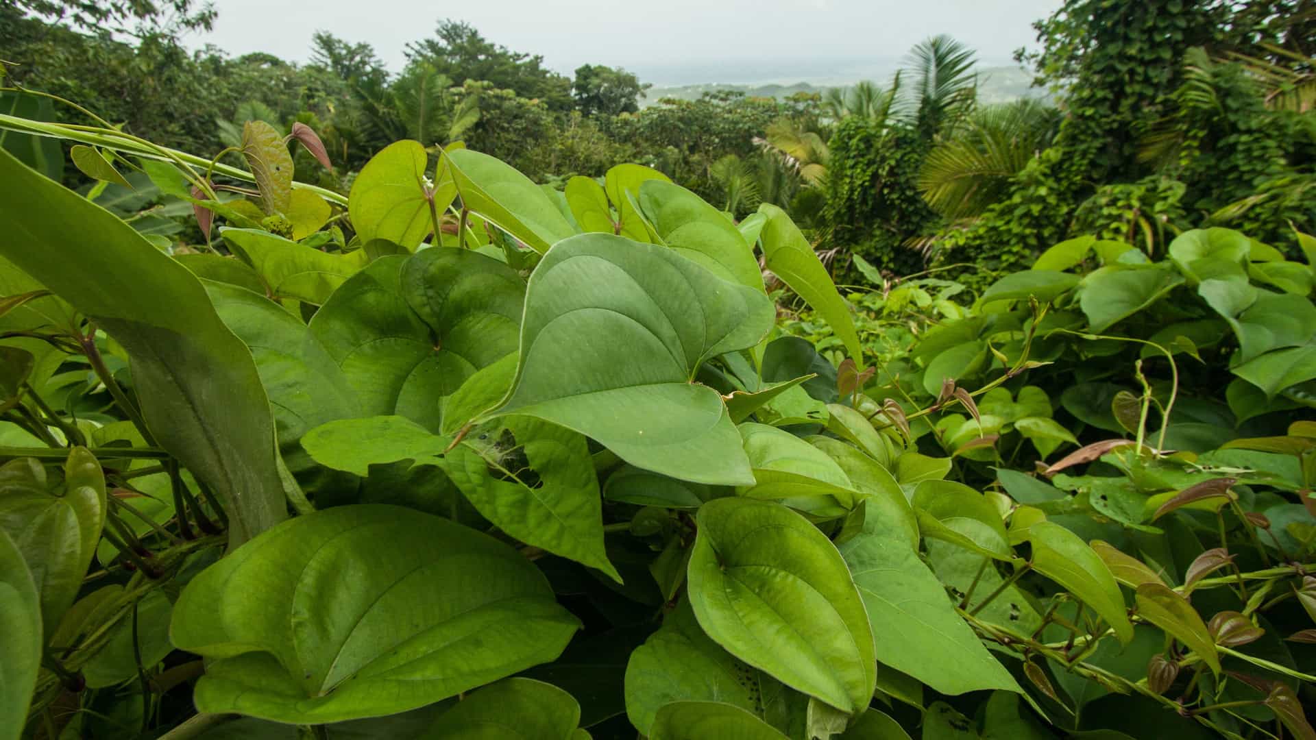 A vibrant close-up of lush, green tropical foliage in a rainforest in Puerto Rico. The image is filled with various large, heart-shaped leaves and other plants, showcasing the dense and rich vegetation. In the background, a hazy view of the coastline and the sea is visible under a partly cloudy sky. The photograph captures the thriving biodiversity and verdant landscape of this Southern Caribbean island.