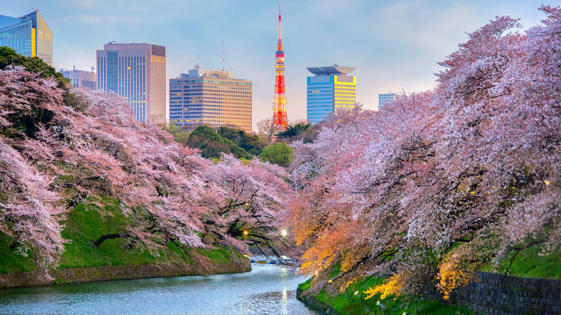 Cherry blossom trees in full bloom lining a Tokyo canal with Tokyo Tower and the city's modern skyline visible in the distance during spring season