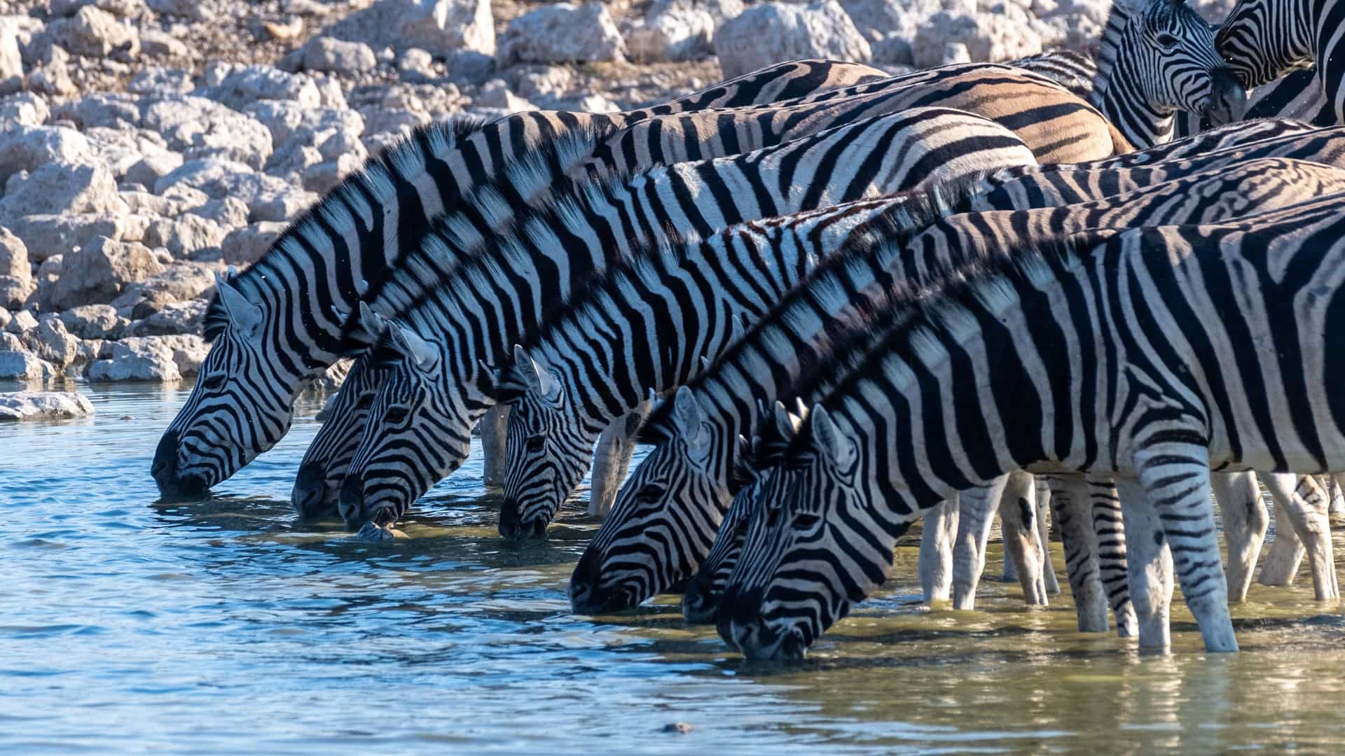 Zebras drinking at an Etosha waterhole, their striped patterns reflected in the shallow water against dry, rocky terrain.