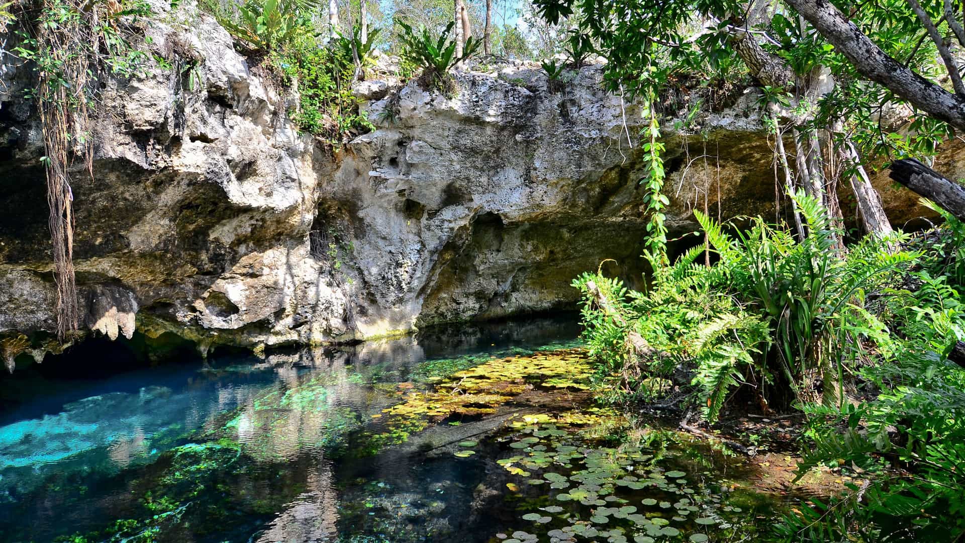 A serene view of a hidden cenote, a natural limestone sinkhole, in the jungle of Mexico. The cenote's water is a striking mix of deep turquoise and emerald green, with lily pads floating on the surface. The surrounding area is lush with tropical foliage, including ferns and leafy vines, and the rocky cliff face of the cenote is visible in the background. The image highlights a unique natural wonder of the Western Caribbean region.