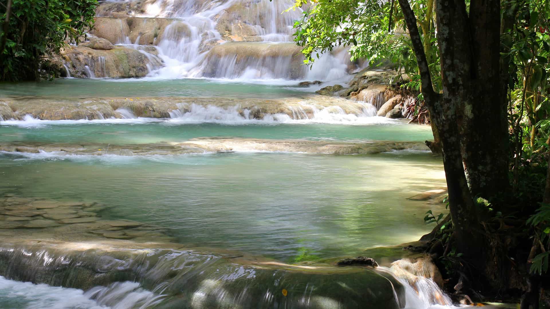 The terraced waterfalls and pools of Dunn's River Falls in Jamaica. The water cascades over smooth, limestone rocks, forming natural pools of clear, turquoise water. The falls are surrounded by lush, green tropical foliage and tree trunks, creating a serene and natural setting. The image captures the unique beauty and popular tourist attraction within the Western Caribbean region.