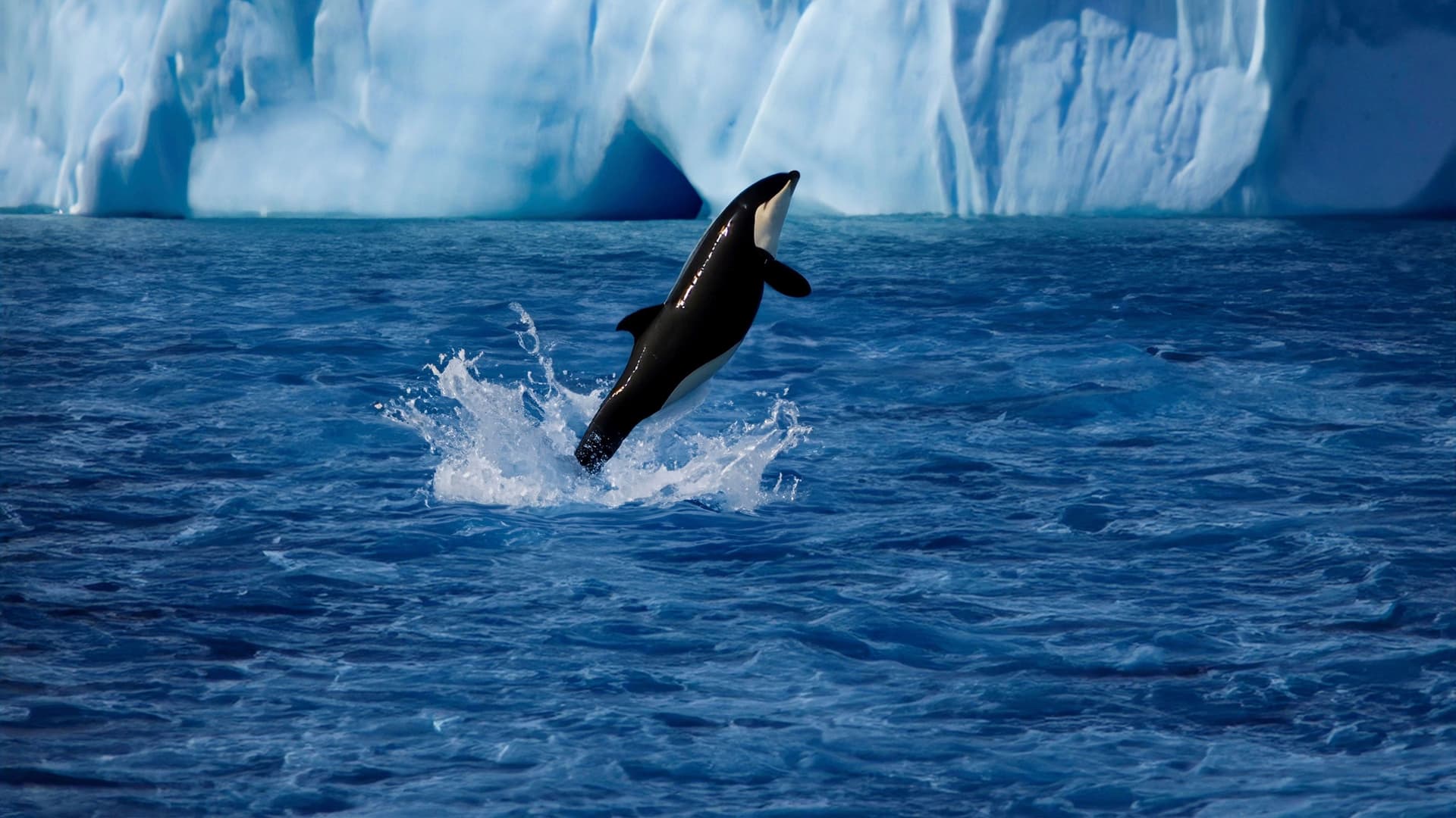 A breathtaking action shot of a killer whale breaching from the deep blue Antarctic waters, with a massive glacier and icebergs in the background.