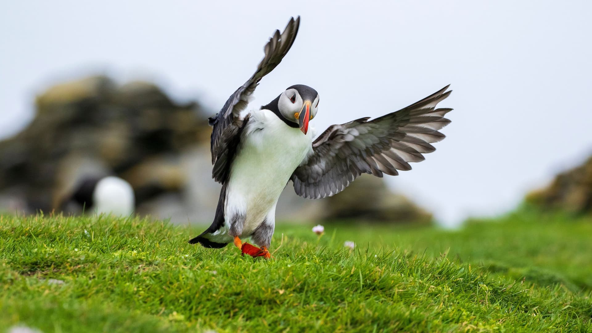 A playful puffin with outstretched wings and a vibrant beak, landing on a grassy cliff on the Isle of Noss, part of the Shetland Islands.
