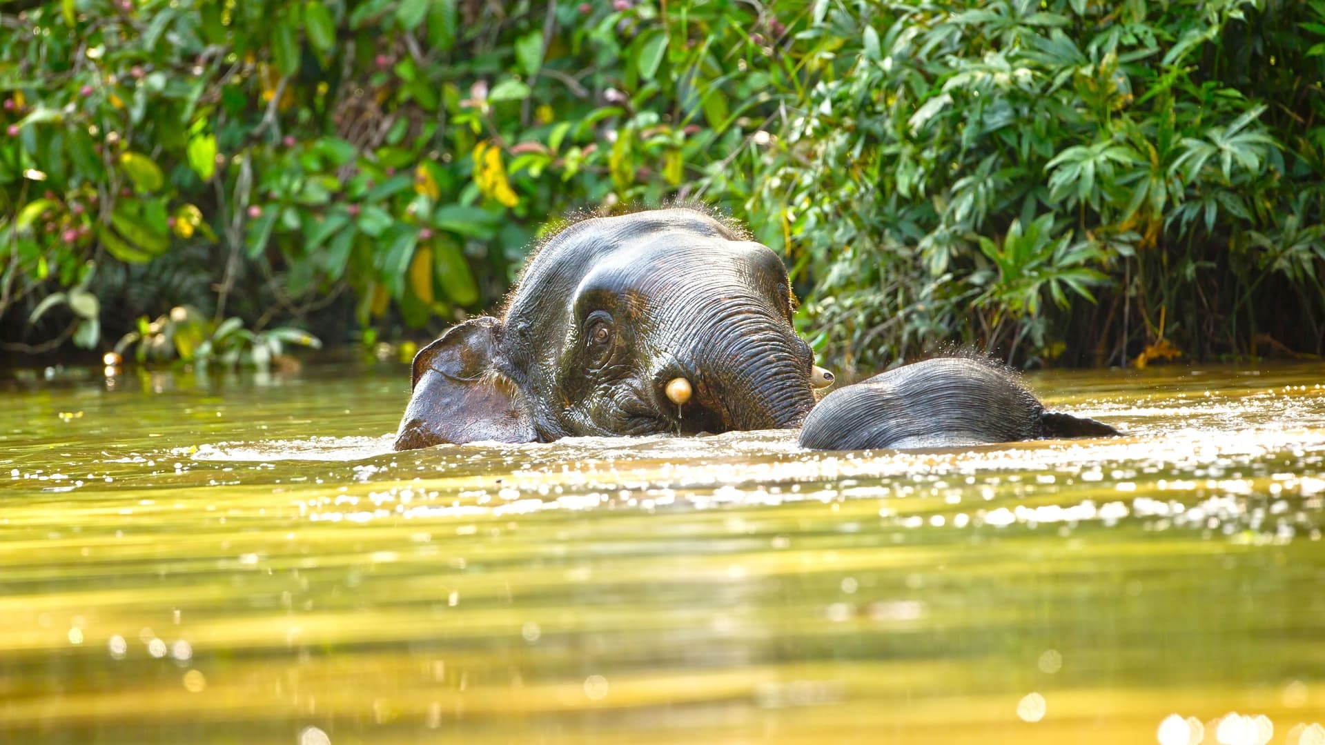 A Borneo pygmy elephant submerged in the muddy Kinabatangan River in Sandakan, Malaysia, its head and trunk partially visible as it drinks and cools off in the water.