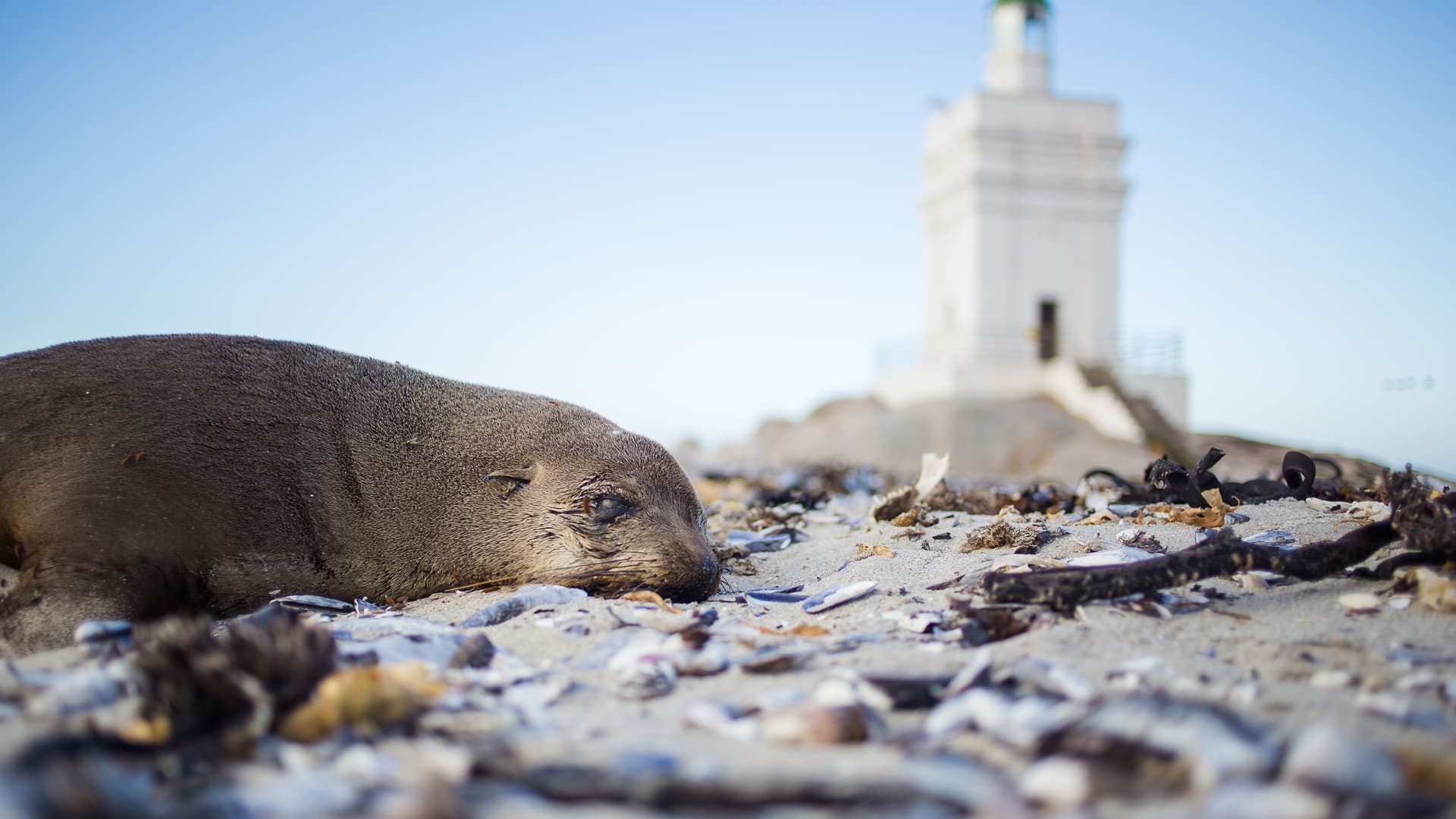 A low-angle, close-up view of a sleeping fur seal on a sandy beach, with a blurred-out white lighthouse in the background, in St. Helena, Jamestown, Africa.