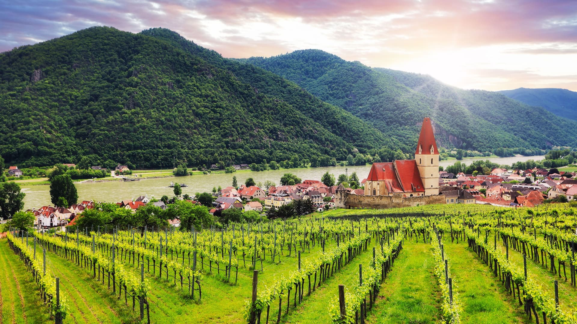 A stunning vineyard landscape in Weissenkirchen, Wachau Valley, Austria, at sunset, showcasing rows of grapevines stretching towards the charming town along the Danube River with rolling hills in the background.