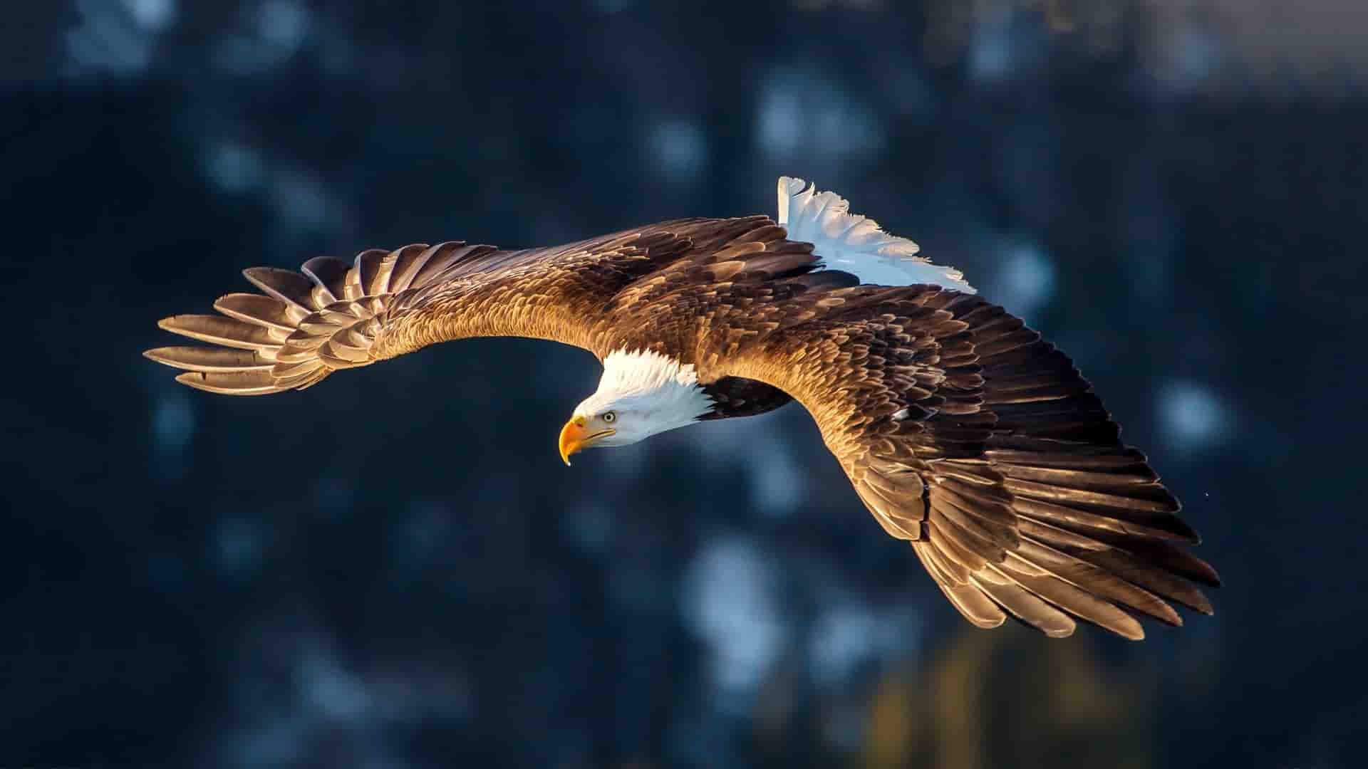 A bald eagle glides in the air, its wings spread wide against a sky.