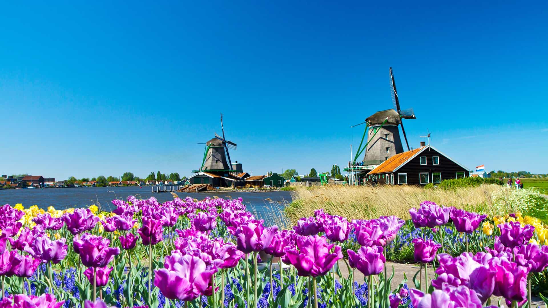 Tulip fields with traditional windmills, showcasing the beauty of the Netherlands in springtime.