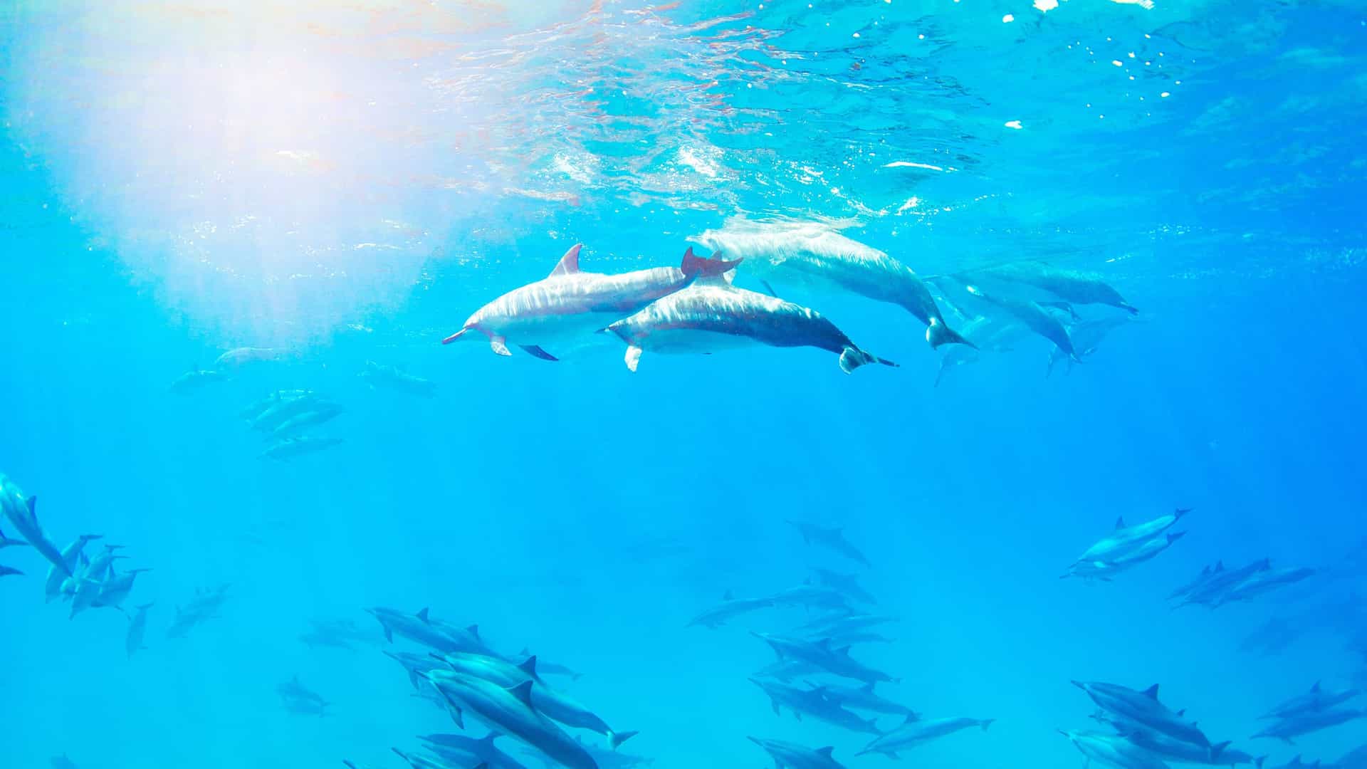 Dolphins swim in the sunny ocean waters of the Bahamas.