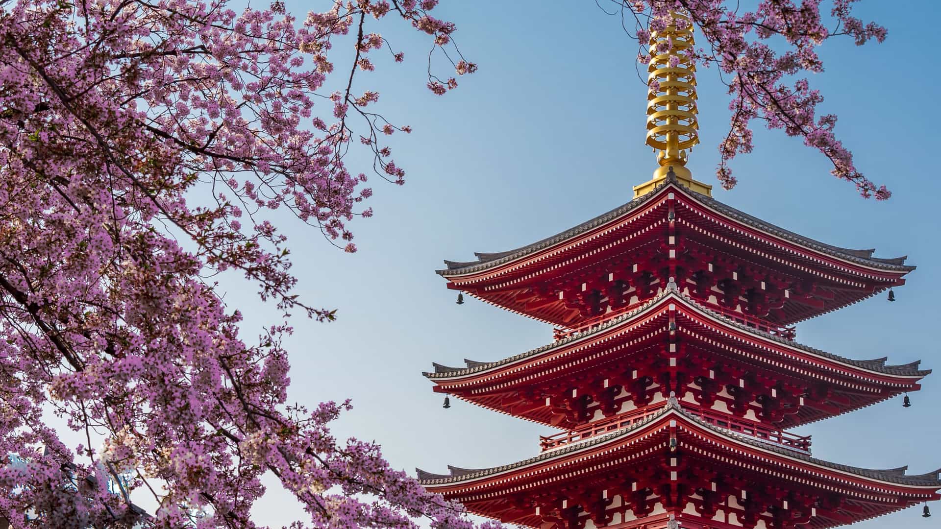 Senso-ji Temple's red and gold pagoda framed by pink sakura cherry blossoms in Tokyo, Japan.