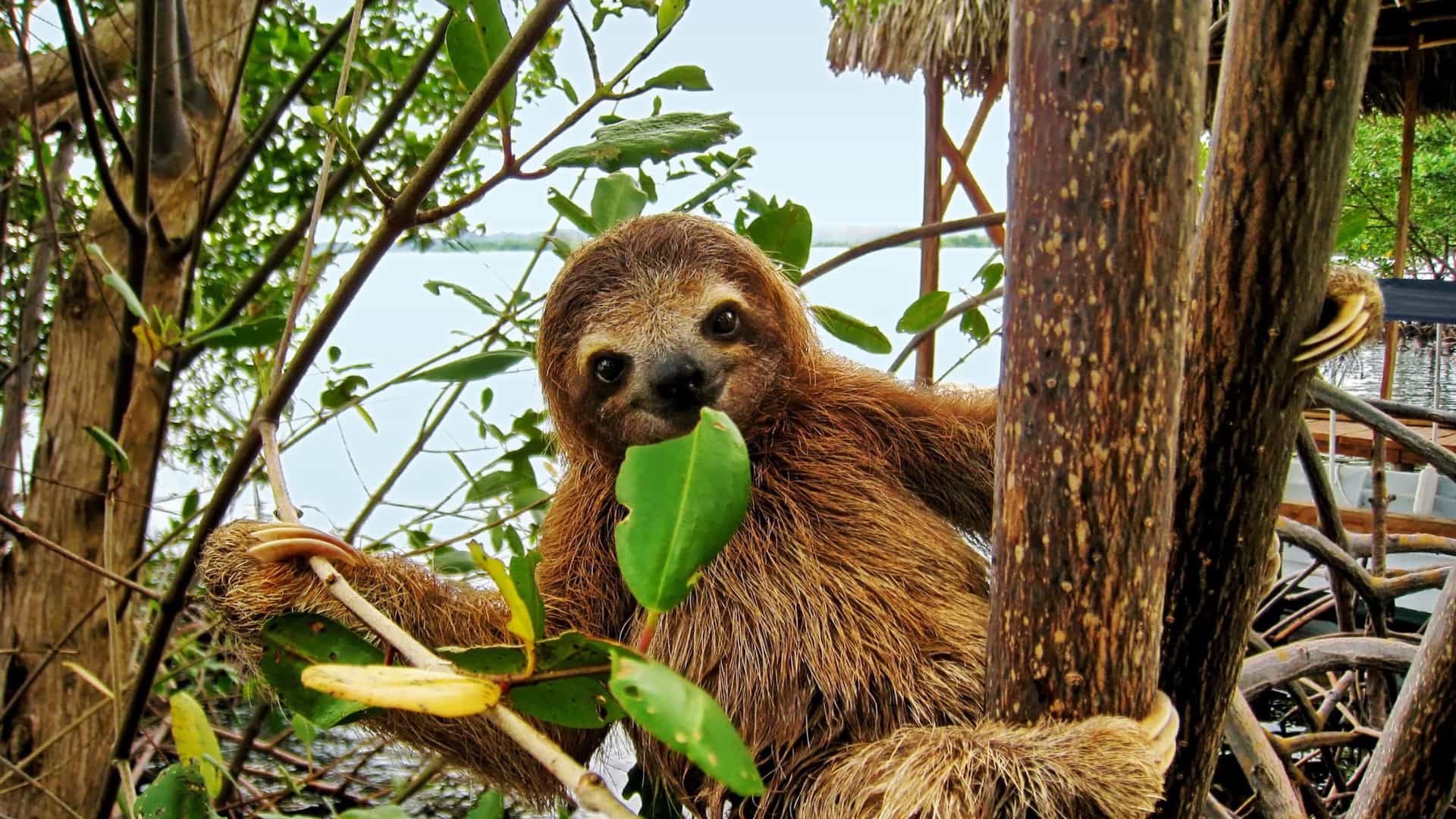 Smiling baby sloth in Costa Rica's mangroves, showcasing Celebrity Cruises' Caribbean wildlife excursions.