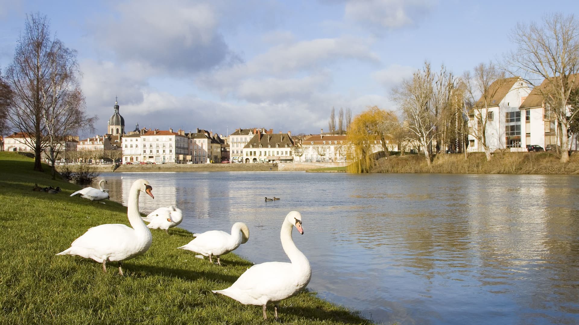 Swans on river by Chalon-sur-SaƓne.
