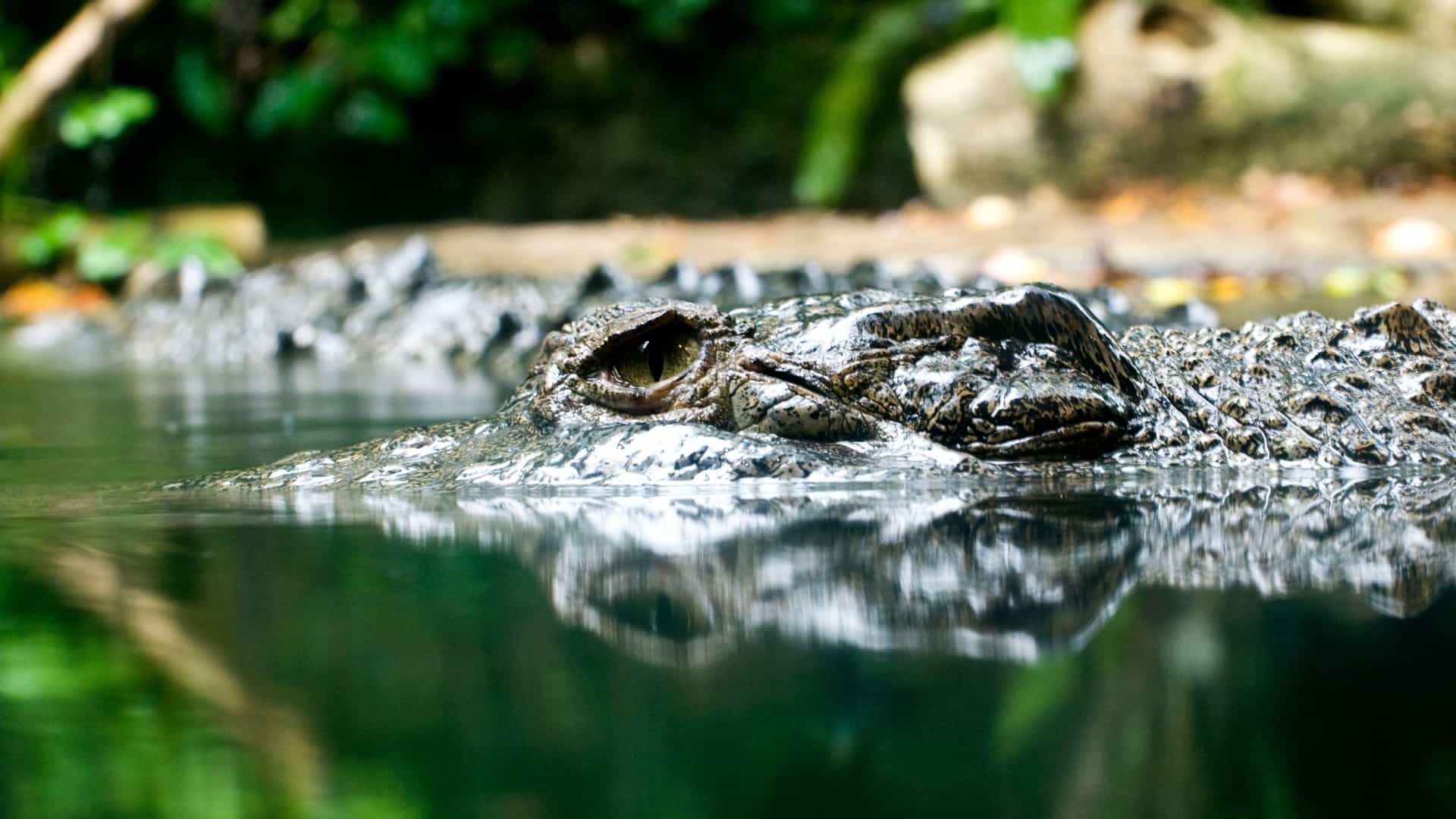 A crocodile's eye above water.