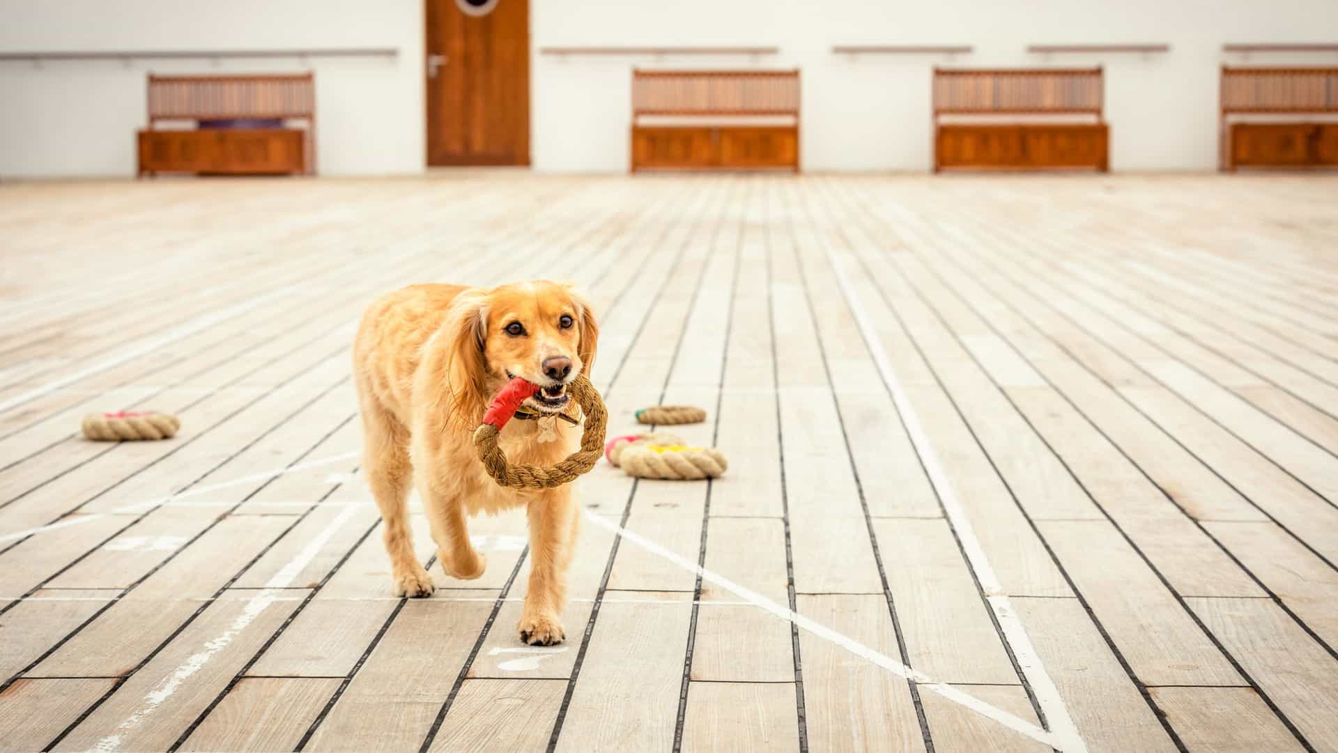 Golden-coated dog carrying a rope toy across the wooden outdoor kennel deck of a Cunard cruise ship.