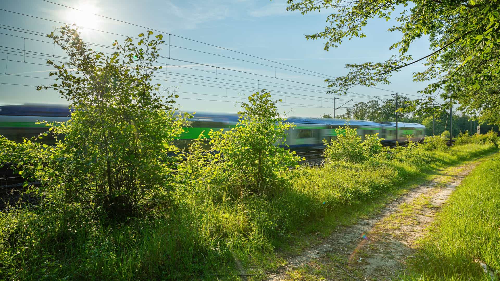 A low angle view of a railway track running straight through the vast Chantilly Forest in France, with a single train visible in the distance. The metal rails disappear into the densely forested landscape, which is dominated by tall, thin trees with green foliage under a clear sky.