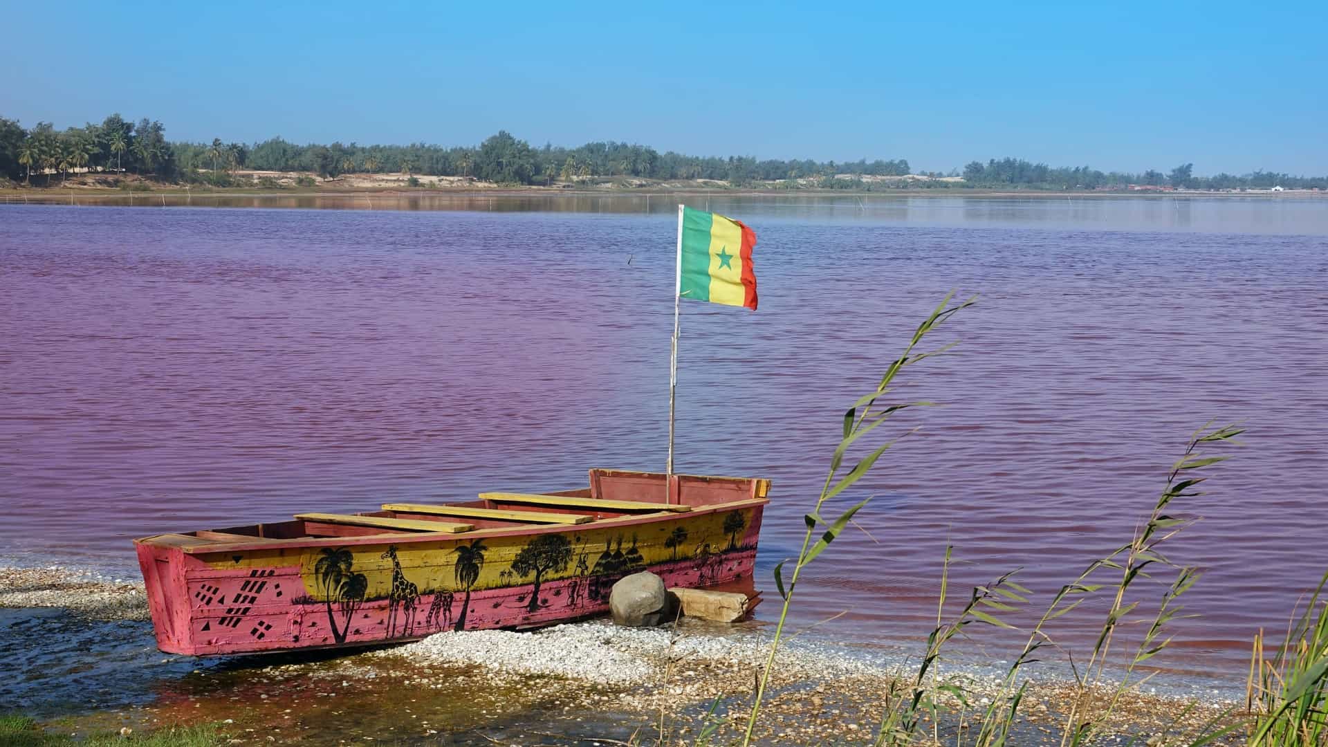 An eye level horizontal photo of Lake Retba (or Lac Rose) in Senegal, showing its distinctive pink colored water in the foreground, with a shoreline of salt flats and a wooden boat partially visible, all under a blue sky.