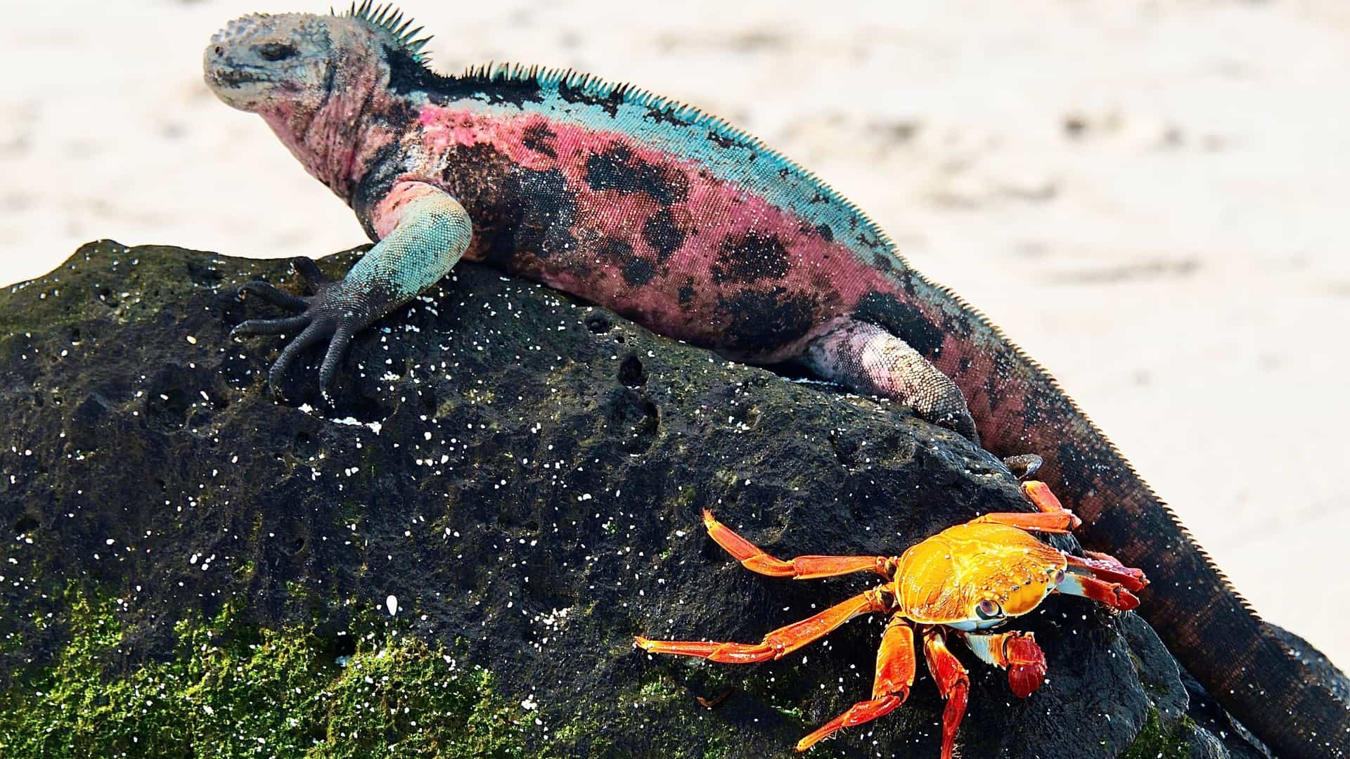 A large, yellow and rust-brown Galápagos land iguana (Conolophus subcristatus) is captured in a close-up, side profile as it sits on the dusty, dry volcanic ground of Santa Cruz Island. The iguana's rough, scaled skin and spiky dorsal crest are prominent, with its head slightly raised amidst the sparse, arid-looking vegetation, characteristic of the Galápagos National Park.