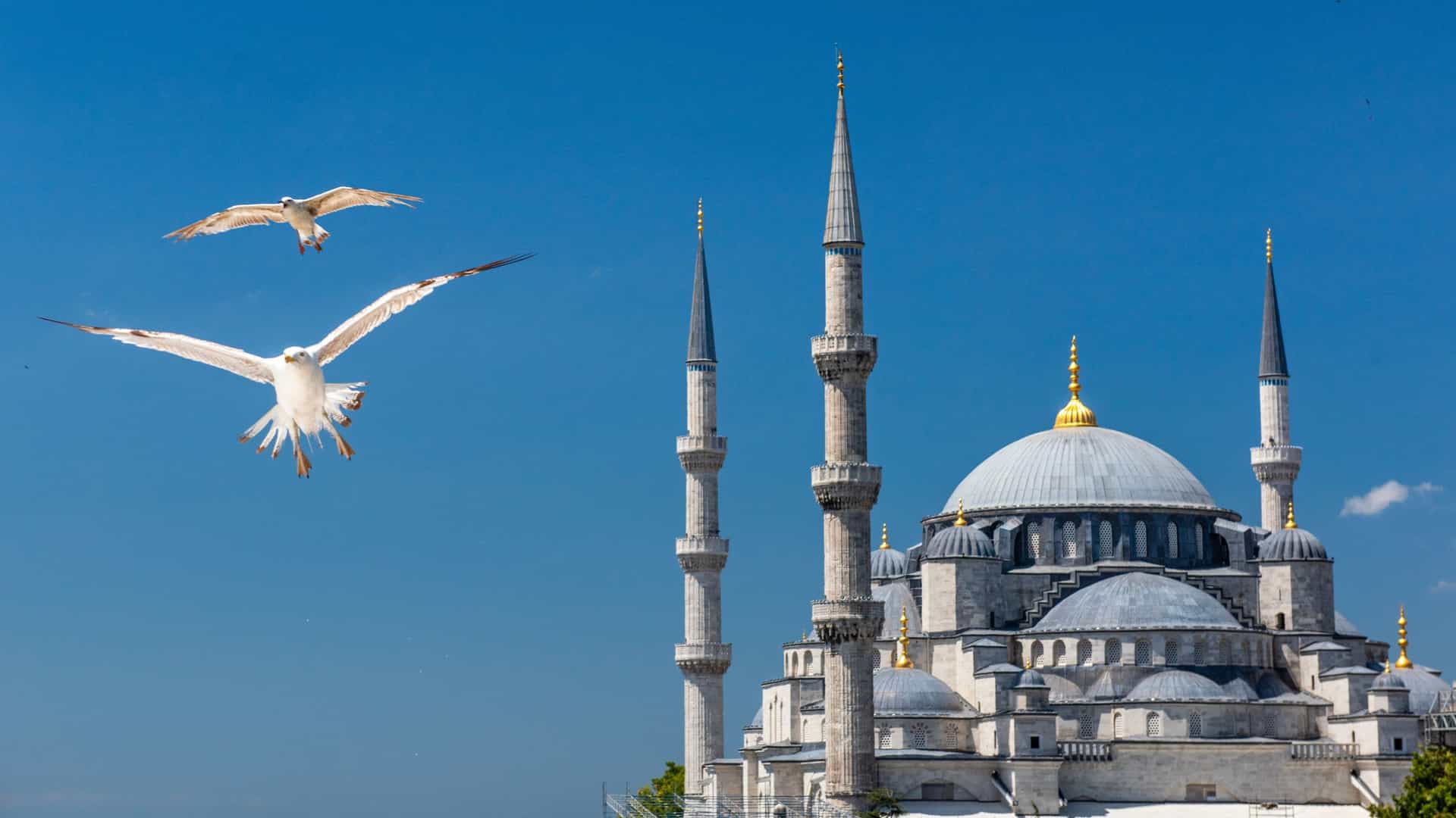 The historic Sultanahmet Camii, or Blue Mosque, in Istanbul, Turkey, is shown from an exterior view. The mosque's iconic cascading domes and six slender minarets are prominently featured against a blue sky, with a few birds flying nearby. The grounds around the mosque are visible, showing green trees and a public space.
