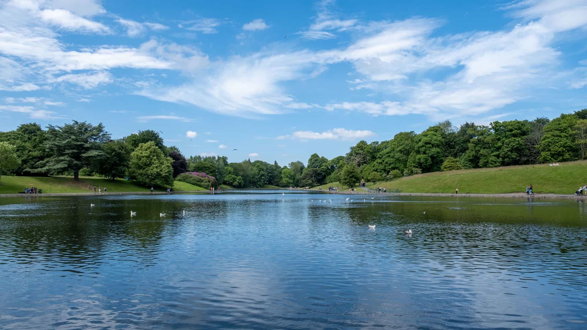 A scenic view of the lake in Sefton Park, Liverpool, on a bright, sunny day. The calm water of the lake reflects the surrounding trees and greenery. A path runs along the edge of the lake, and several swans are visible on the water, with the landscape of the park in the background.