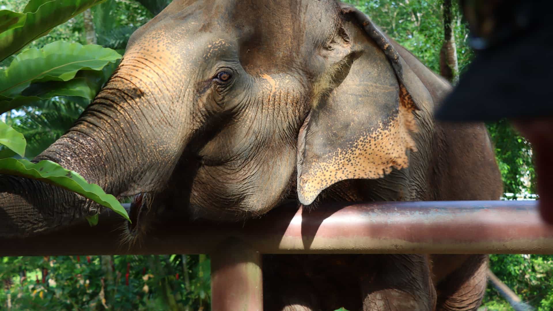 A rescued elephant walks freely through a natural, lush green landscape at the Phuket Elephant Sanctuary, a large ethical elephant park in Thailand. The elephant is visible from an elevated walkway, which allows visitors to observe the animals without direct interaction. The scene is set in a large, open field with tropical trees and a pond in the background.