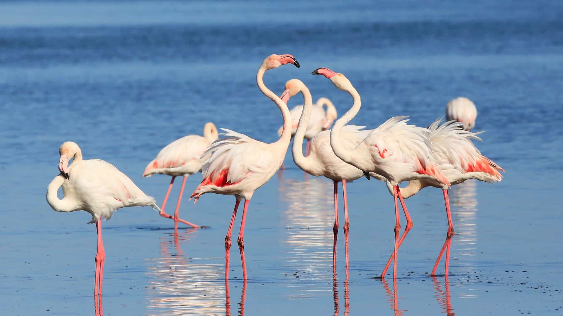 A large flock of pink flamingos wading and feeding in the shallow, blue green water of Walvis Bay Lagoon, Namibia. The birds are numerous, covering the vast coastal wetland with a vibrant splash of color, with distant, low lying buildings visible along the horizon.