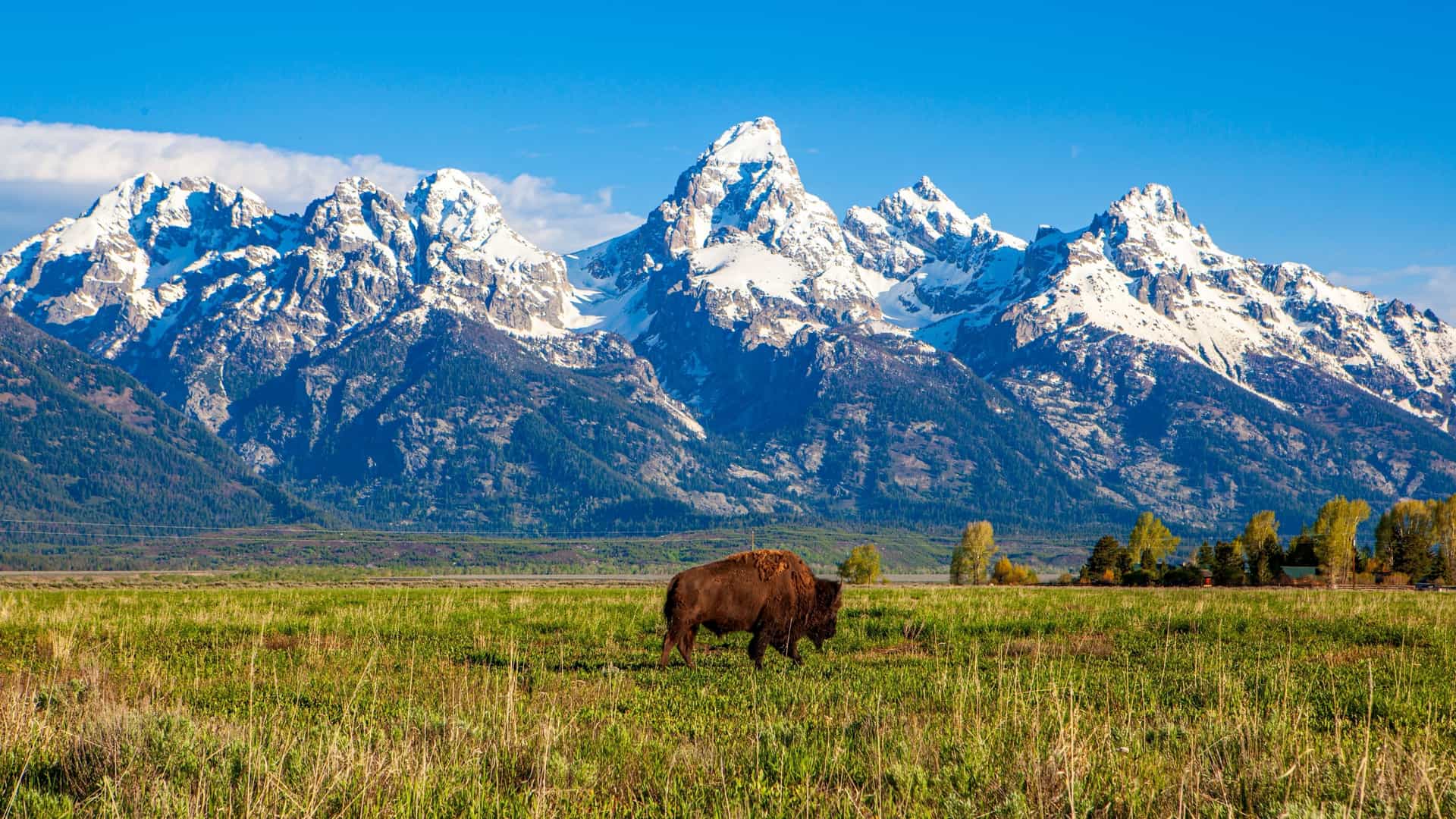 A lone American bison grazing in a vast green meadow near Buffalo, Wyoming, with the majestic, snow-capped peaks of the Grand Teton mountain range rising dramatically against a clear blue sky in the background.