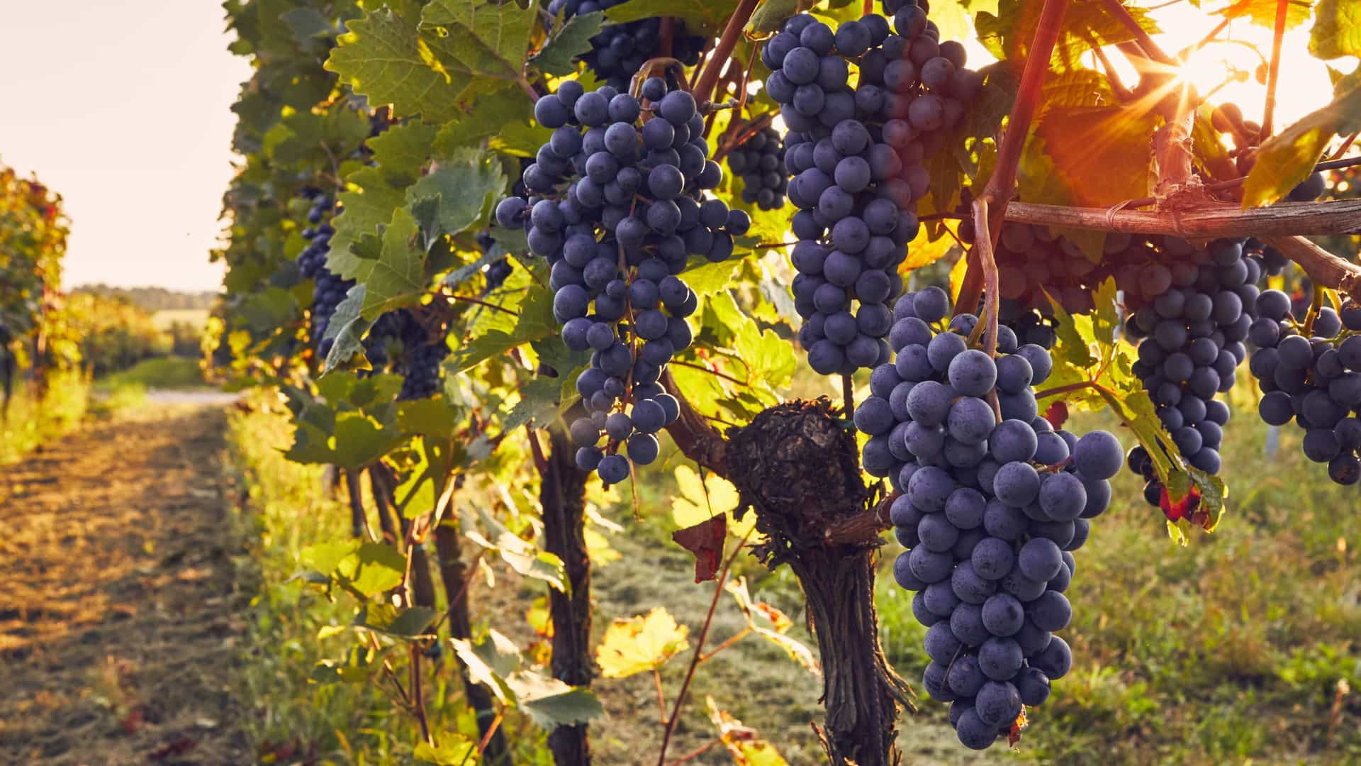Port wine grapes at a vineyard in Douro Valley.