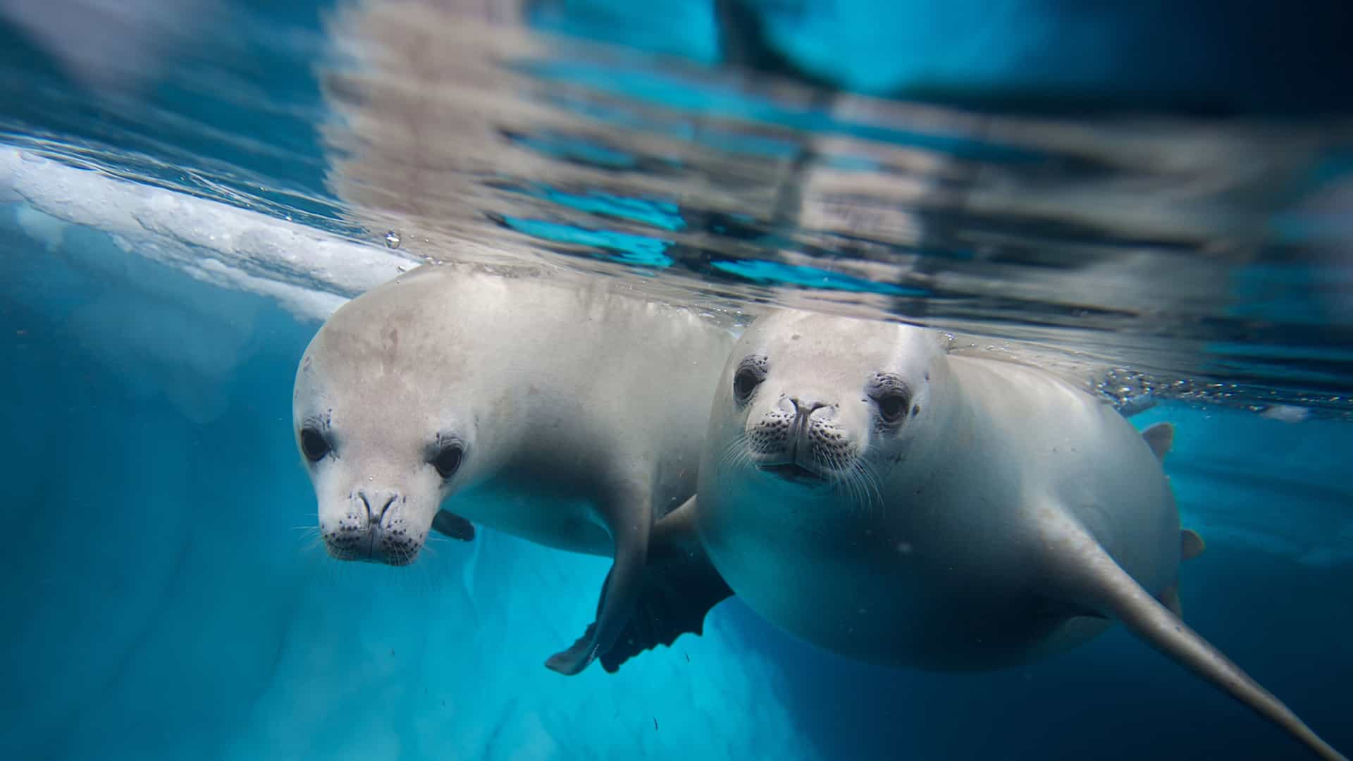Two seals glide through the water beside an iceberg, highlighting the beauty of an expedition cruise.