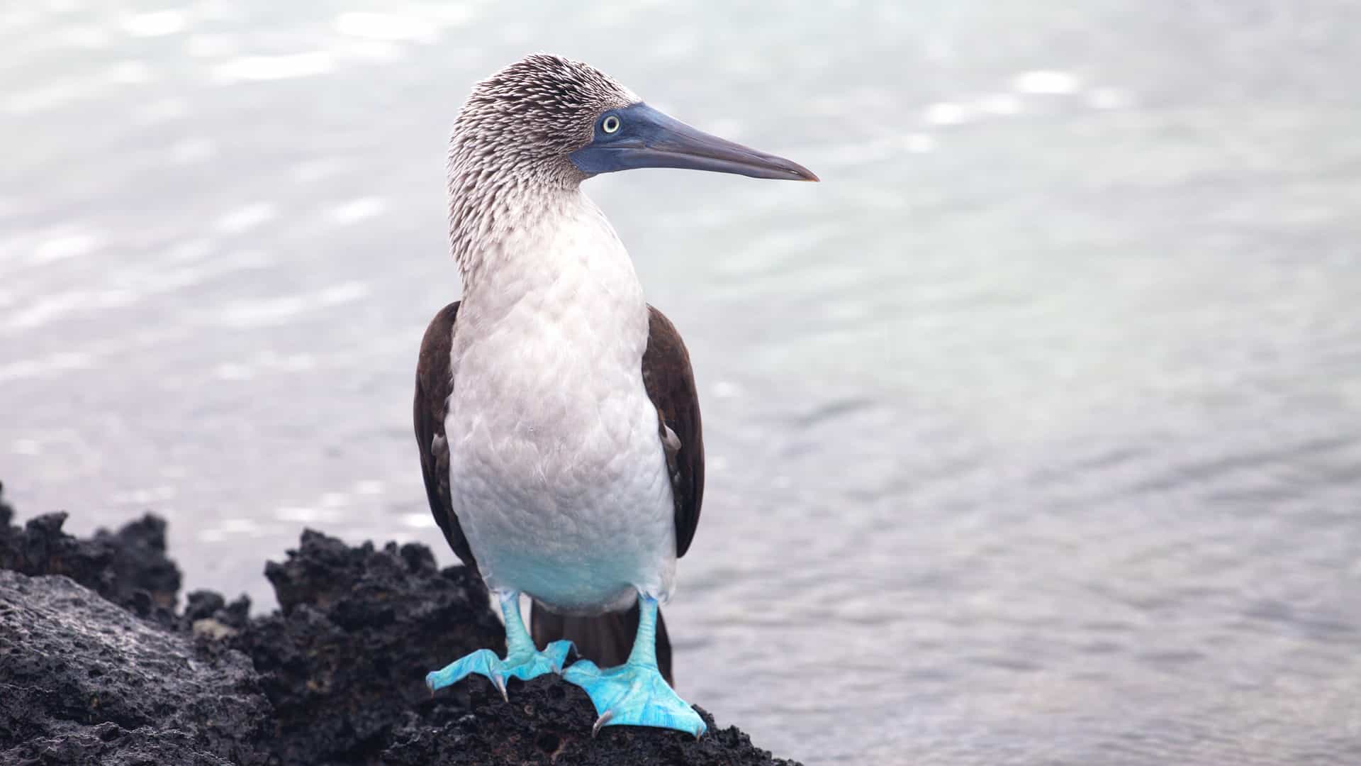 A blue-footed booby with a vibrant blue foot, perched on a rock in its natural habitat in the Galapagos.