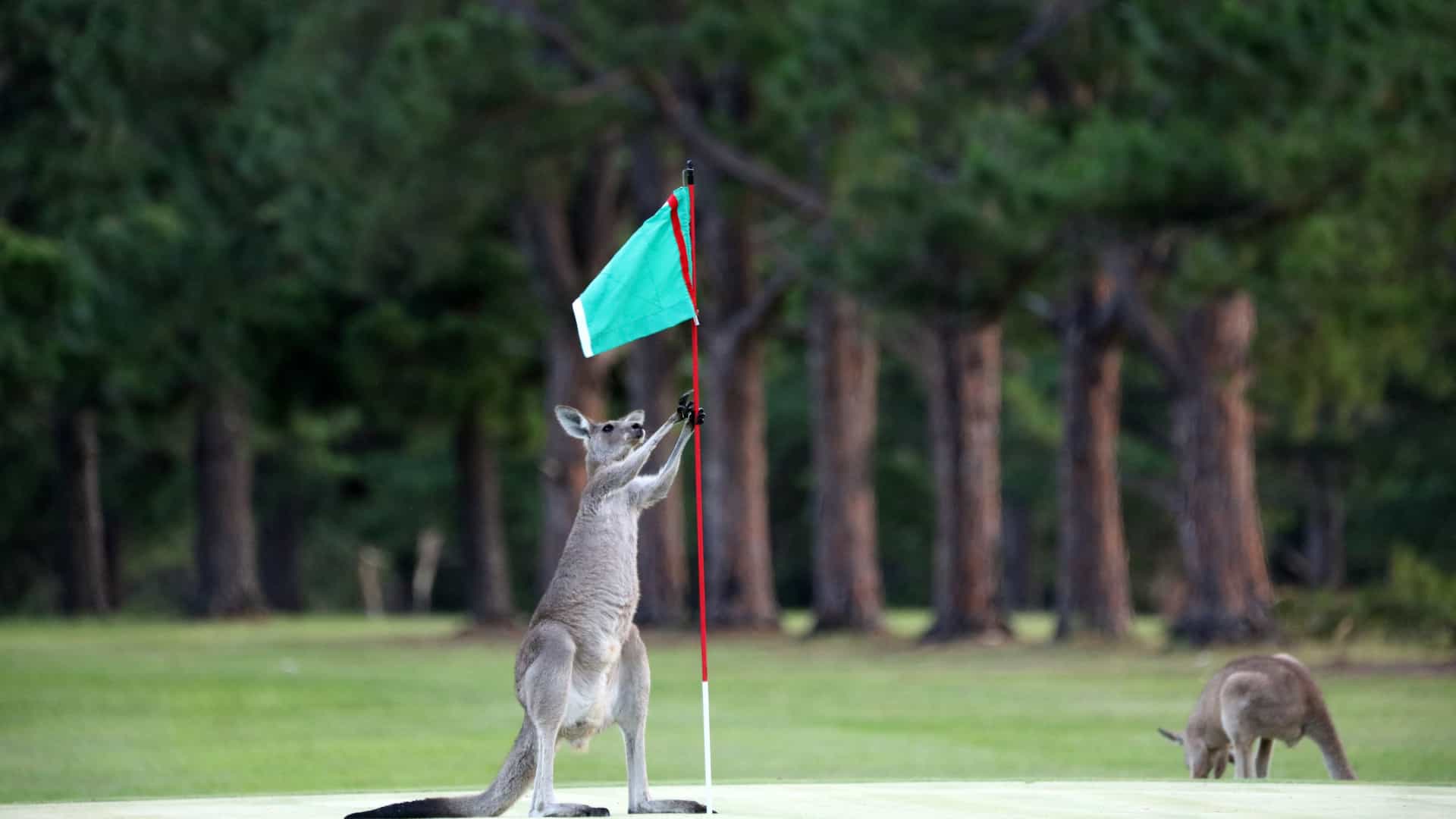 Two kangaroos playing on a golf course in Australia.
