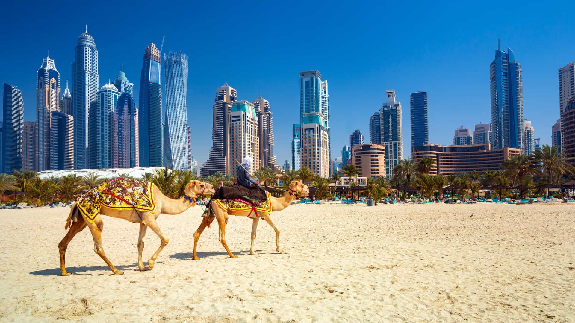Camels on Jumeirah beach with skyscrapers in the backround in Dubai, United Arab Emirates.