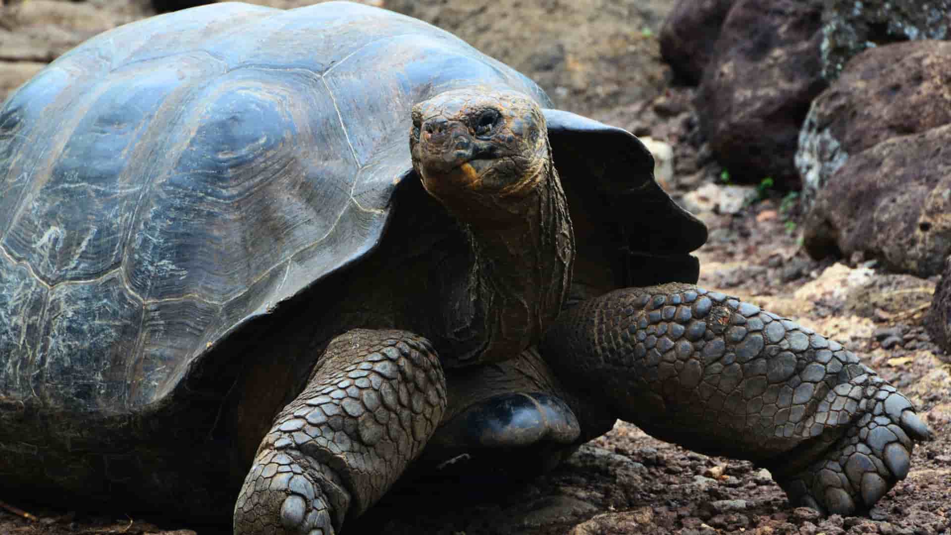 A close-up, eye-level shot of a large, brown Galapagos tortoise, a species endemic to the Galapagos Islands, walking slowly across a rocky terrain.
