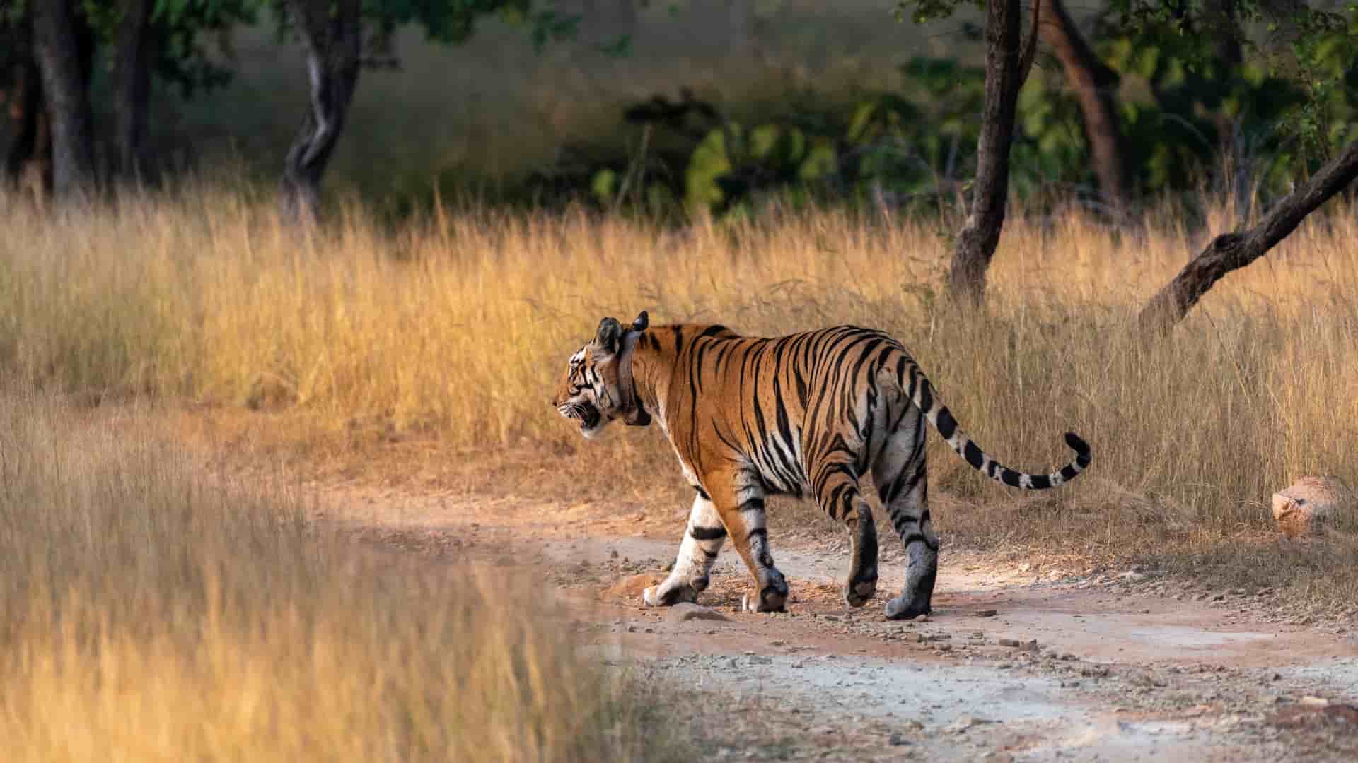 A majestic Bengal tiger walks along a dirt path surrounded by tall, dry grass and scattered trees in Bandhavgarh National Park, India.