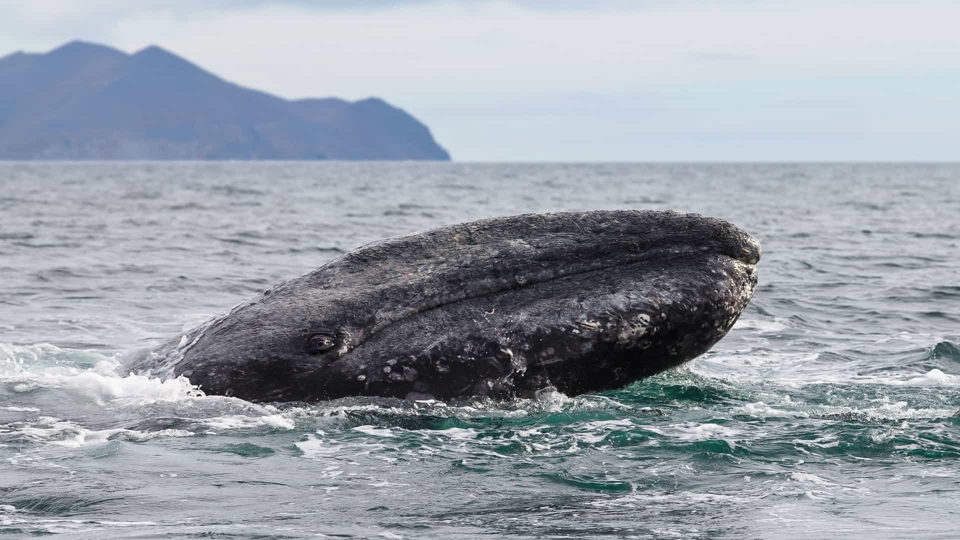 A large gray whale emerges from the choppy waters of the Bering Sea, with a distant, misty mountain visible on the horizon under an overcast sky.