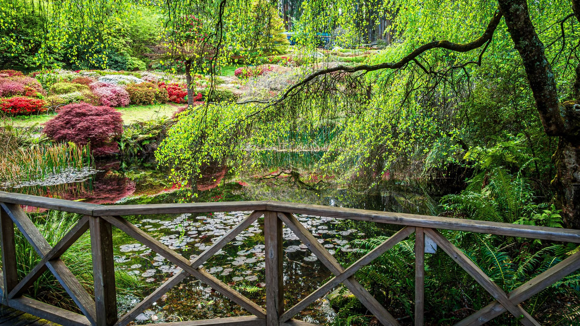 "A beautiful and lush garden with a small pond filled with lily pads, a wooden bridge in the foreground, and colorful rhododendron bushes and green trees on the Dymond Islands in Canada. "