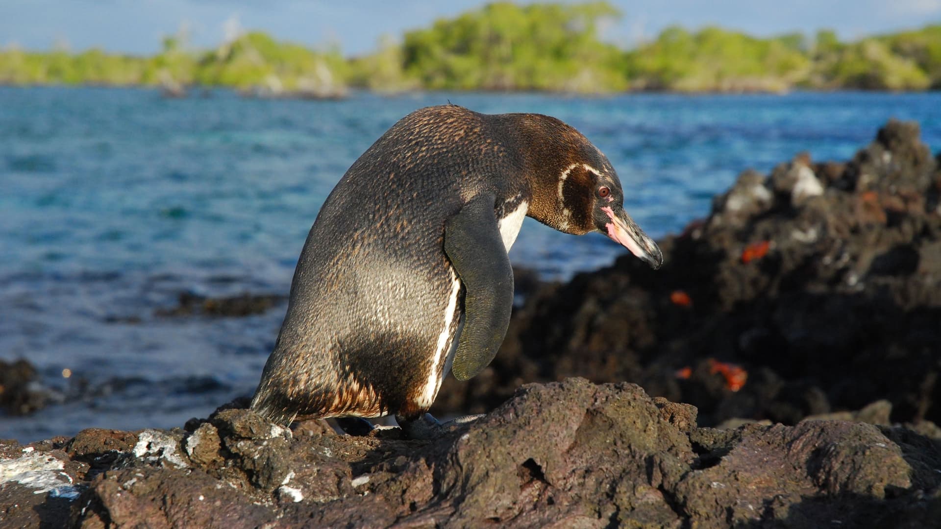 A Galápagos penguin stands on a rugged, volcanic rock at Elizabeth Bay, with its head turned to the side, and the blue ocean and a lush green island in the background.