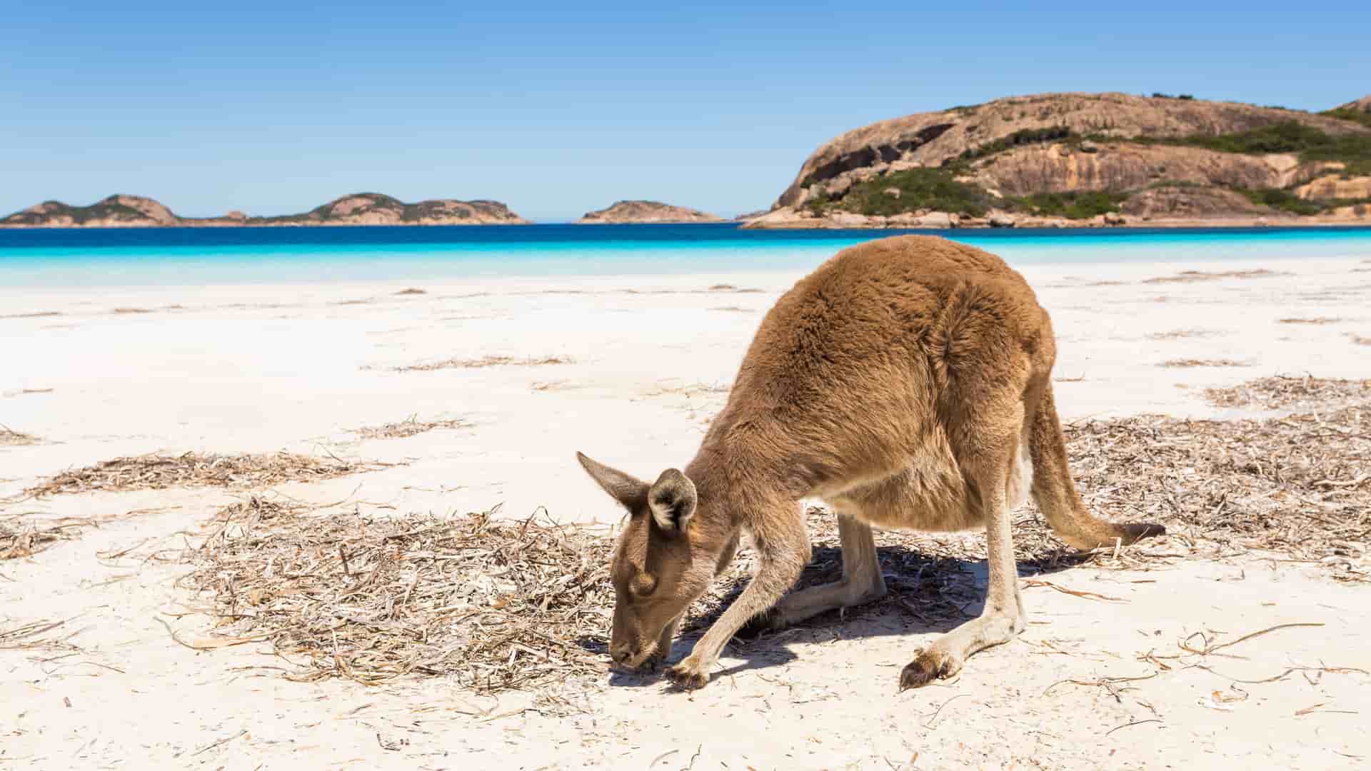 A western grey kangaroo forages for food on the bright white sand of Lucky Bay in Cape Le Grand National Park, near Esperance, Western Australia.