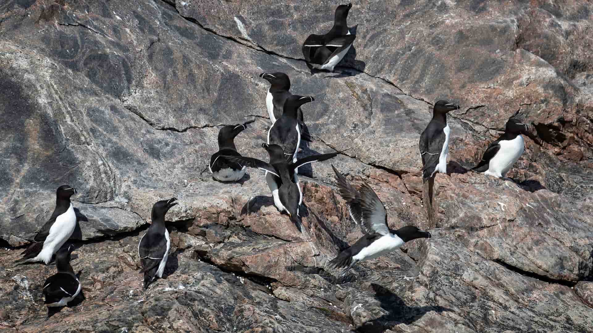 A colony of black and white Brunnich's guillemots are perched on a steep, rocky cliff face in Evighedsfjord, Greenland, with one bird captured in mid-flight.