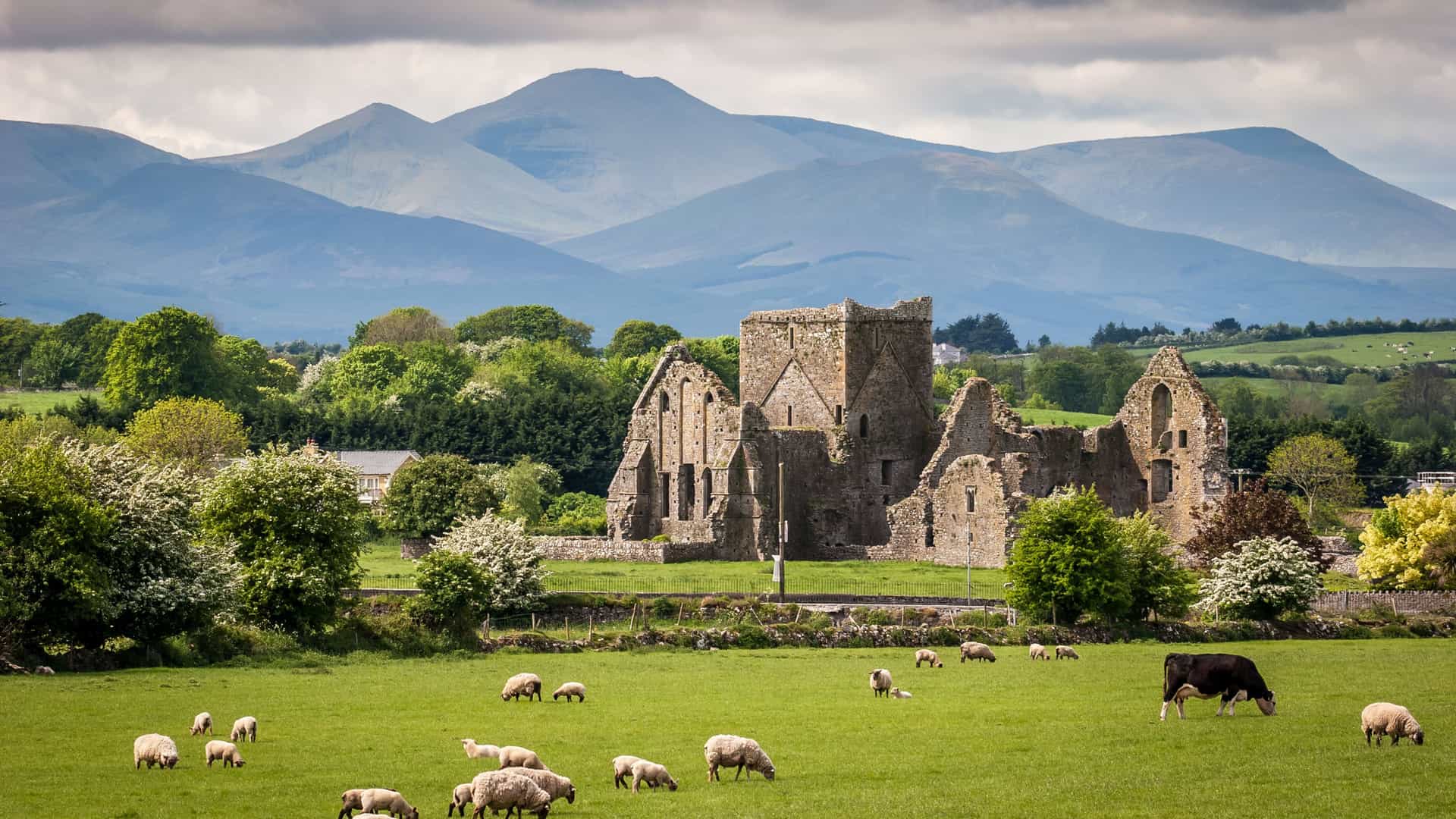 A picturesque Irish countryside landscape featuring the ruins of a historic abbey with a flock of sheep grazing in a lush green field in the foreground, and mountains in the distance under a cloudy sky.