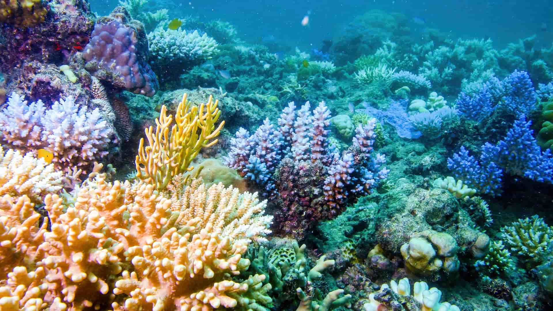 A vibrant underwater photograph of the Great Barrier Reef in Australia, showing a variety of colorful hard and soft corals and marine life.