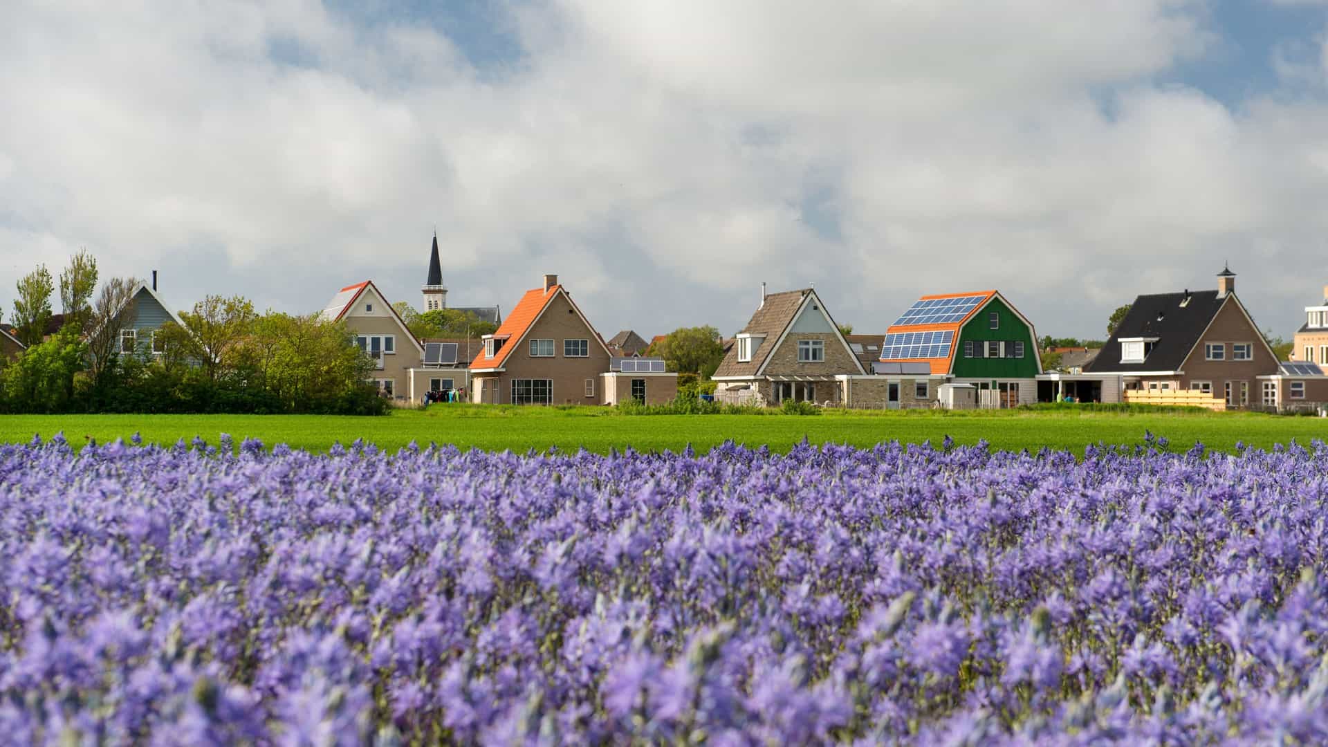 A picturesque view of a vibrant purple flower field in the foreground, with traditional Dutch houses and a church steeple in the background in Hoorn, Netherlands.