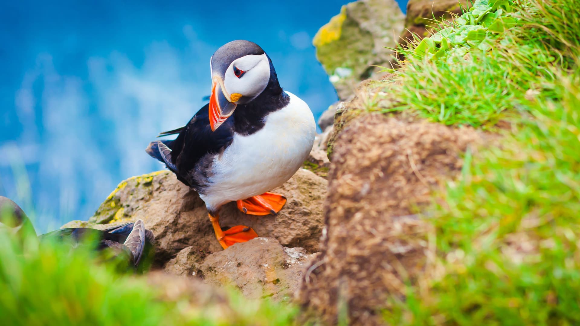 A vibrant close-up of a puffin, with its colorful orange beak and feet, standing on a grassy cliff overlooking the bright blue ocean.