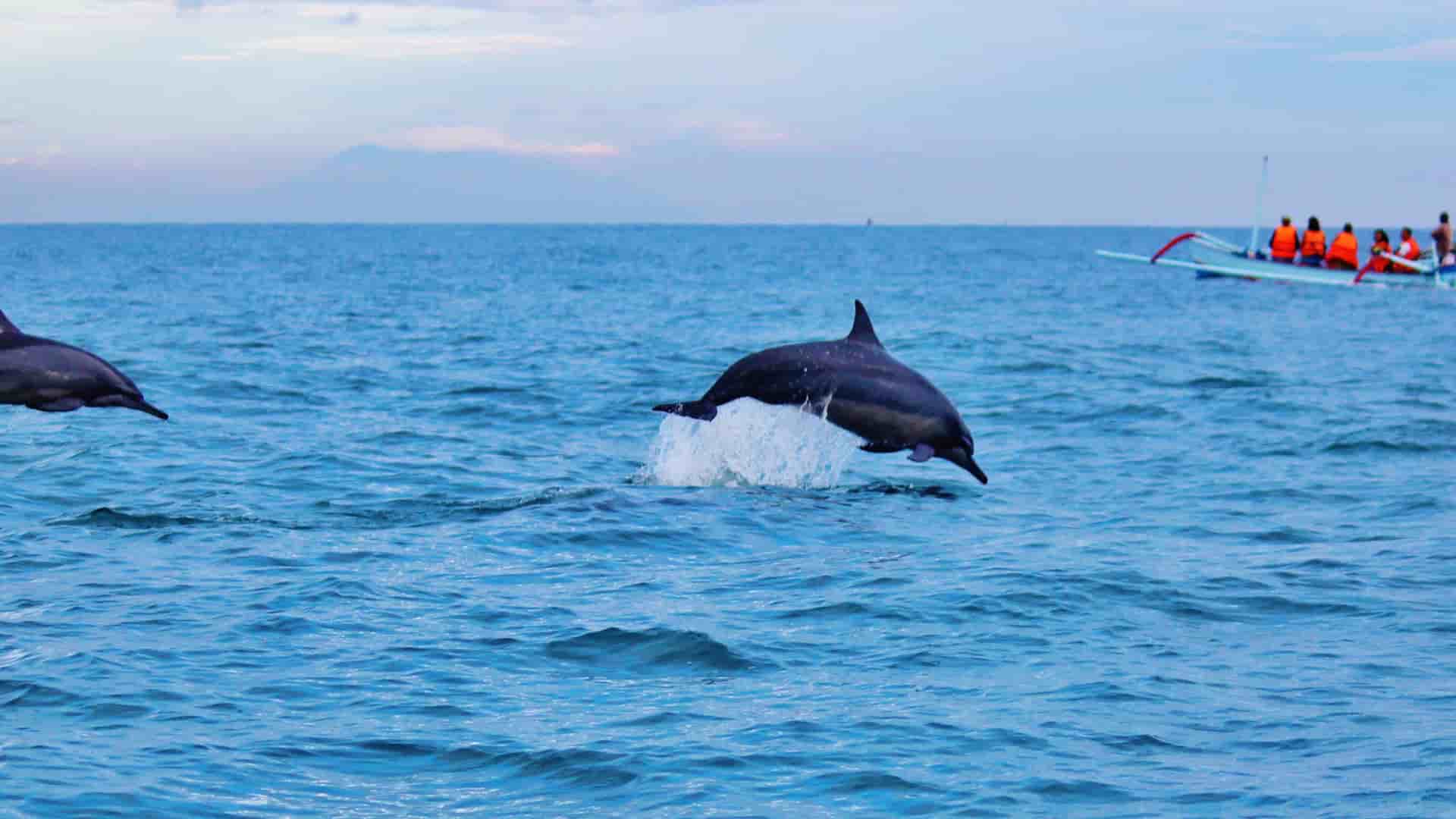 A pair of dolphins gracefully leaping out of the water, with a small boat carrying people watching in the distance, a beautiful ocean backdrop.