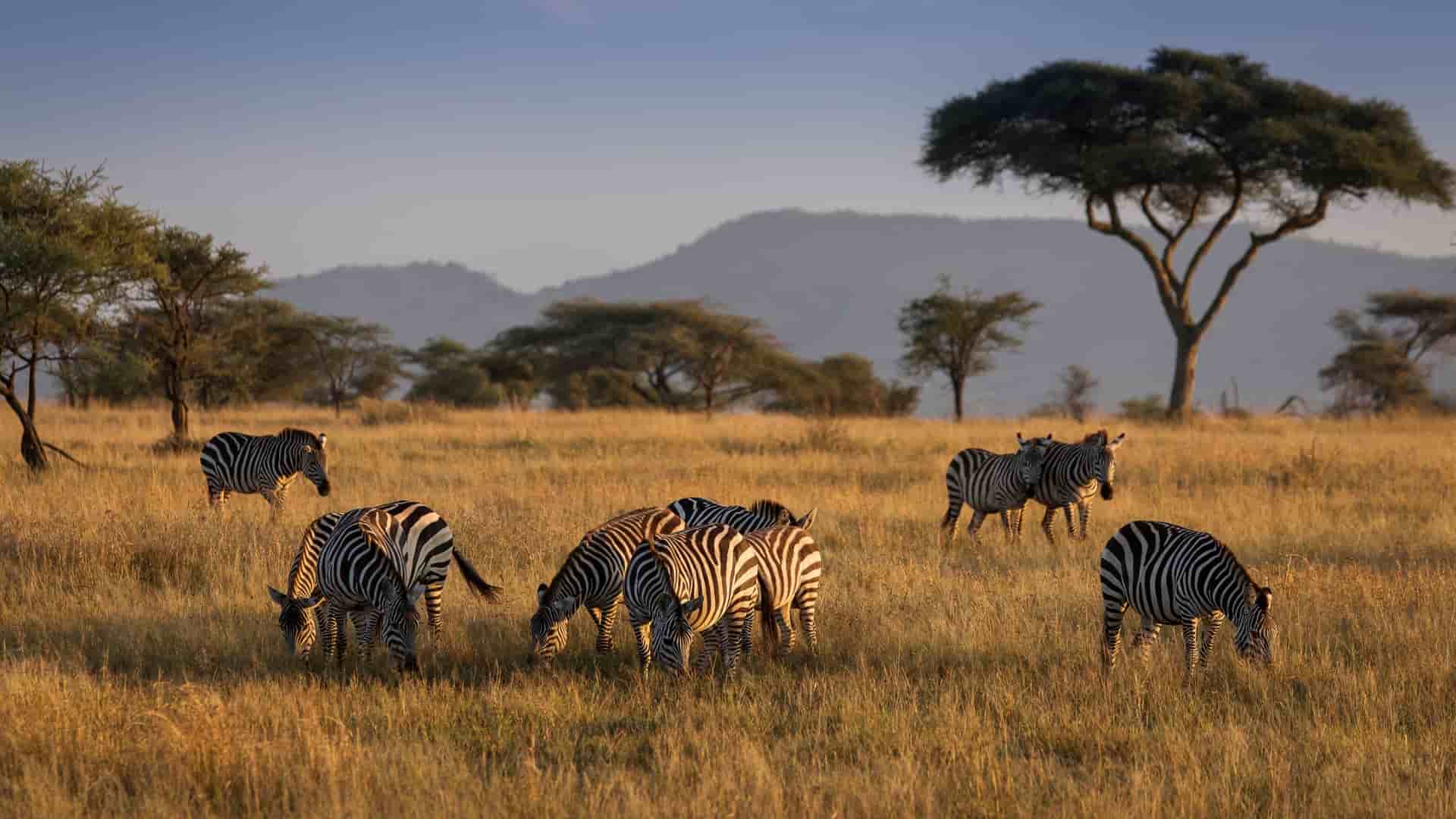 A herd of zebras grazing in a golden field of dry, tall grass on the African savanna in Karatu, Tanzania. Acacia trees and distant, hazy hills are visible under a clear evening sky.