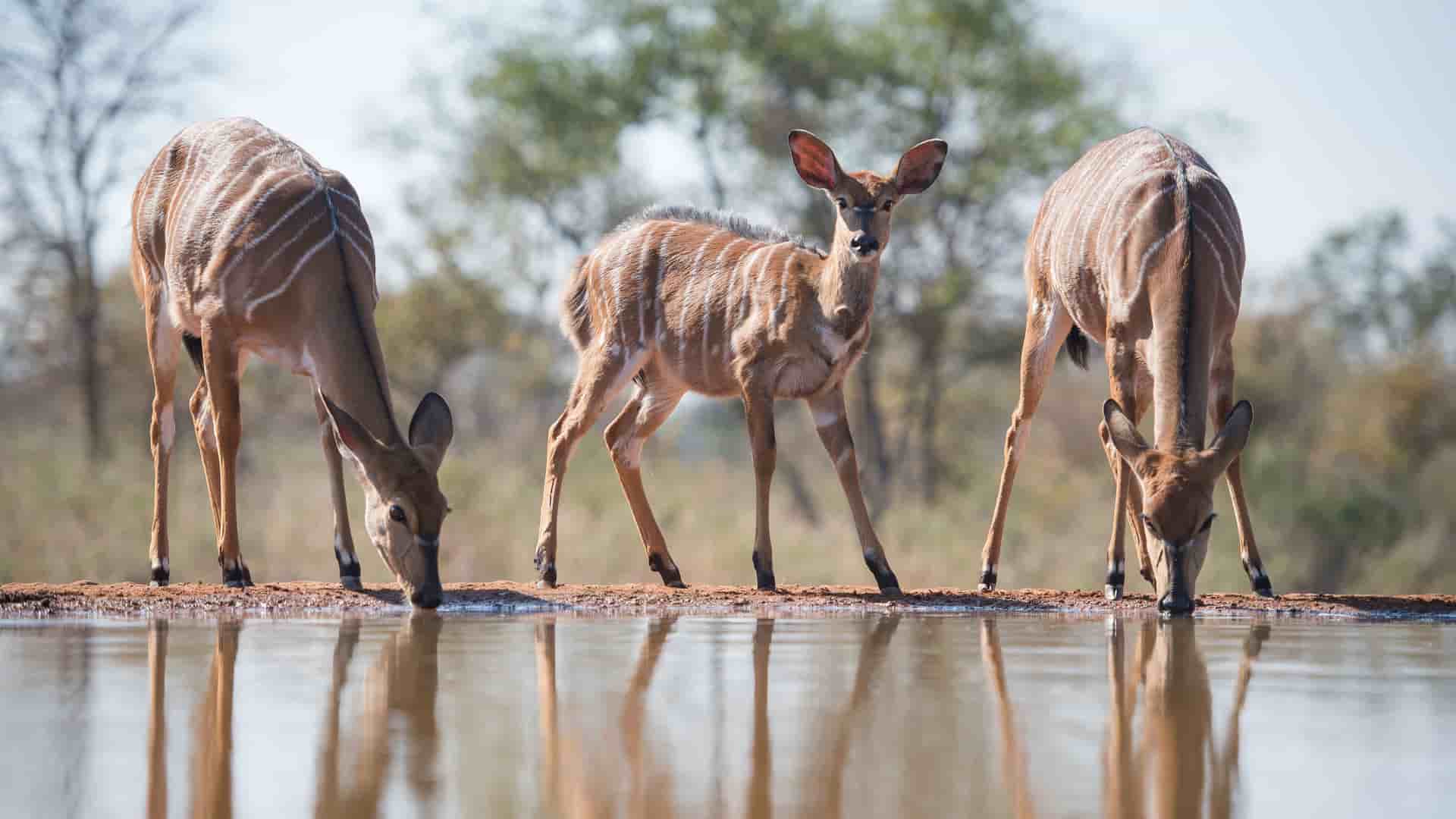 "A trio of Nyala antelopes, two adults and one young calf, drinking from a watering hole, with their reflections visible in the still water at the Karongwe Private Game Reserve in South Africa. "